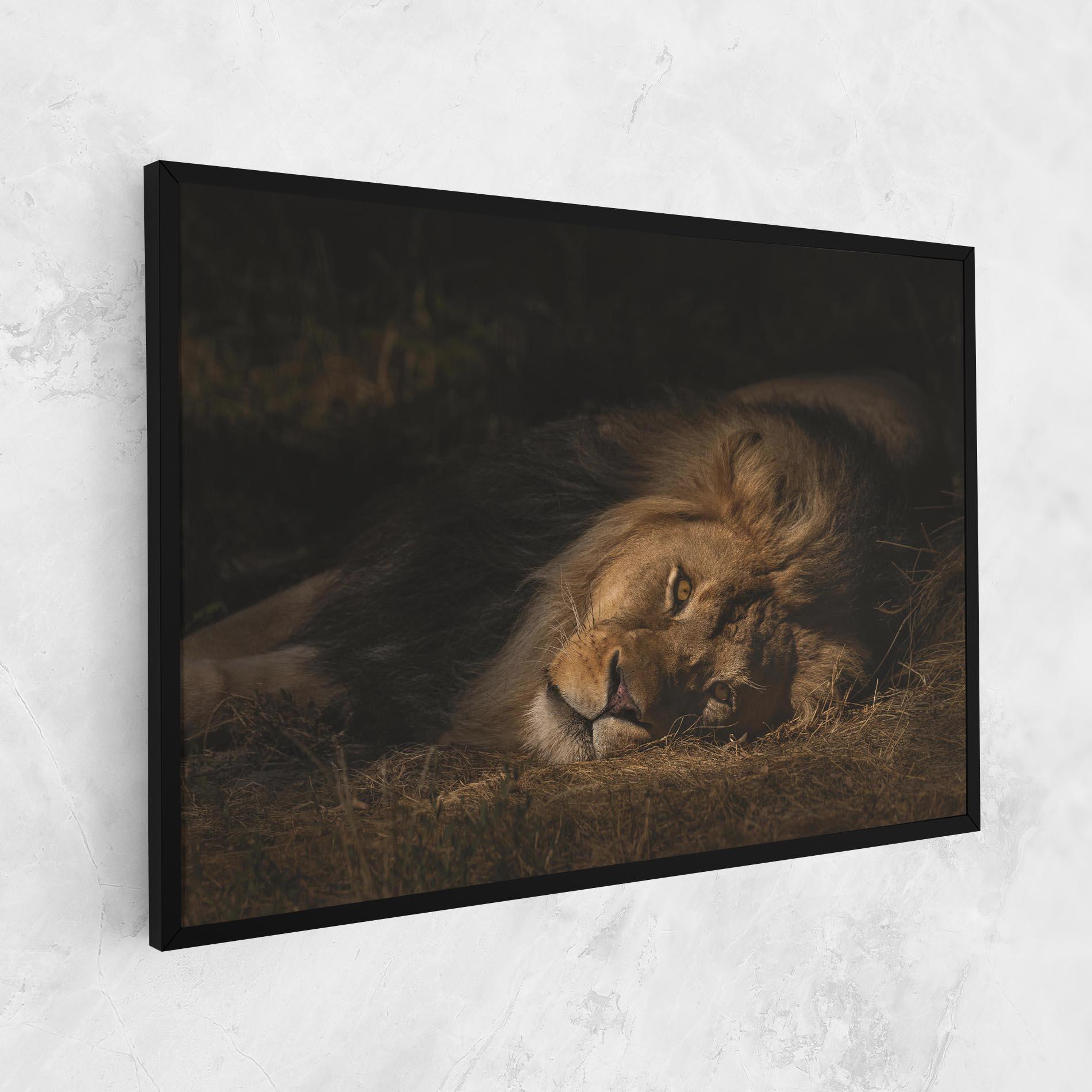 Tablou Canvas Lion Laying Down mockup 1