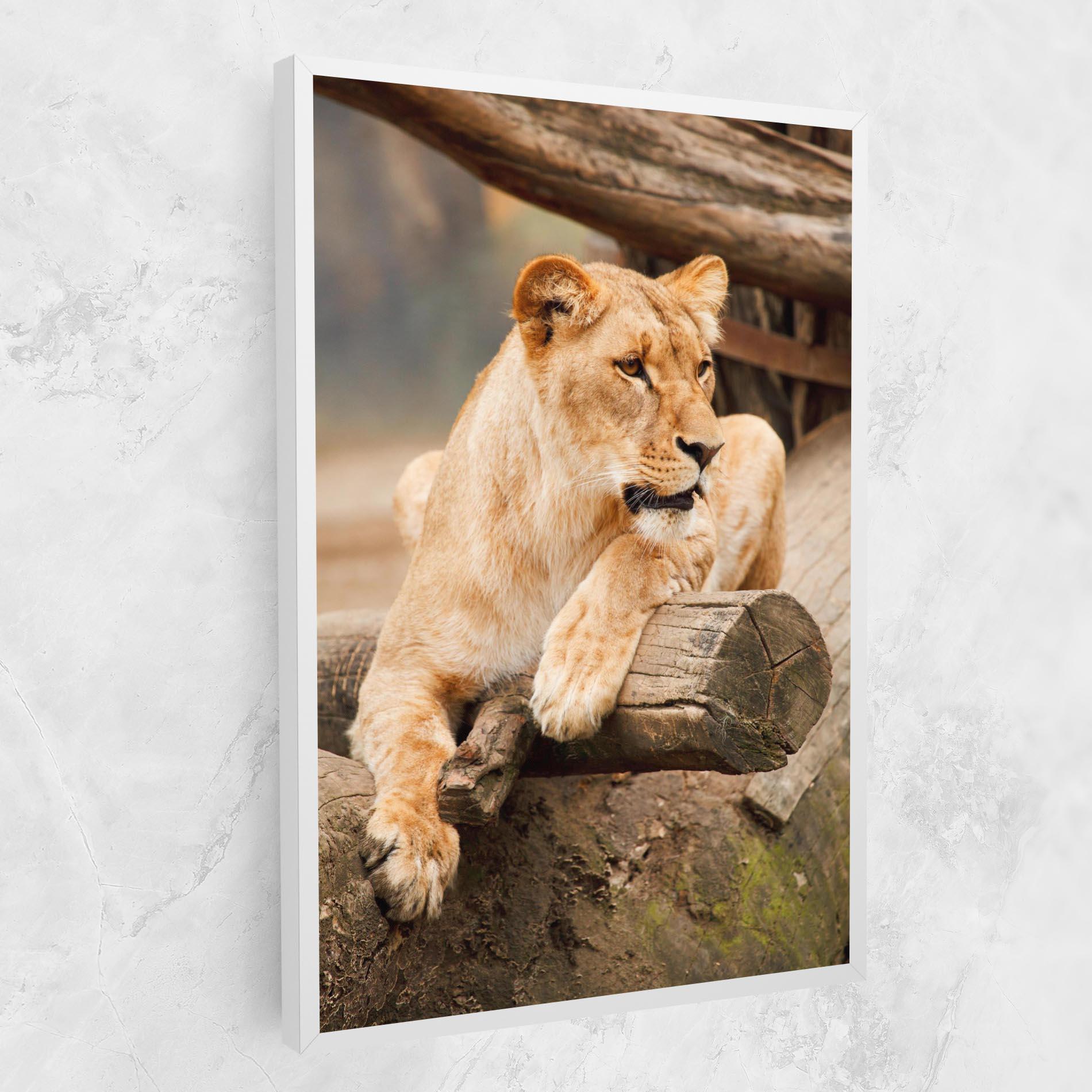 Tablou Canvas Female Lion Sitting mockup 1