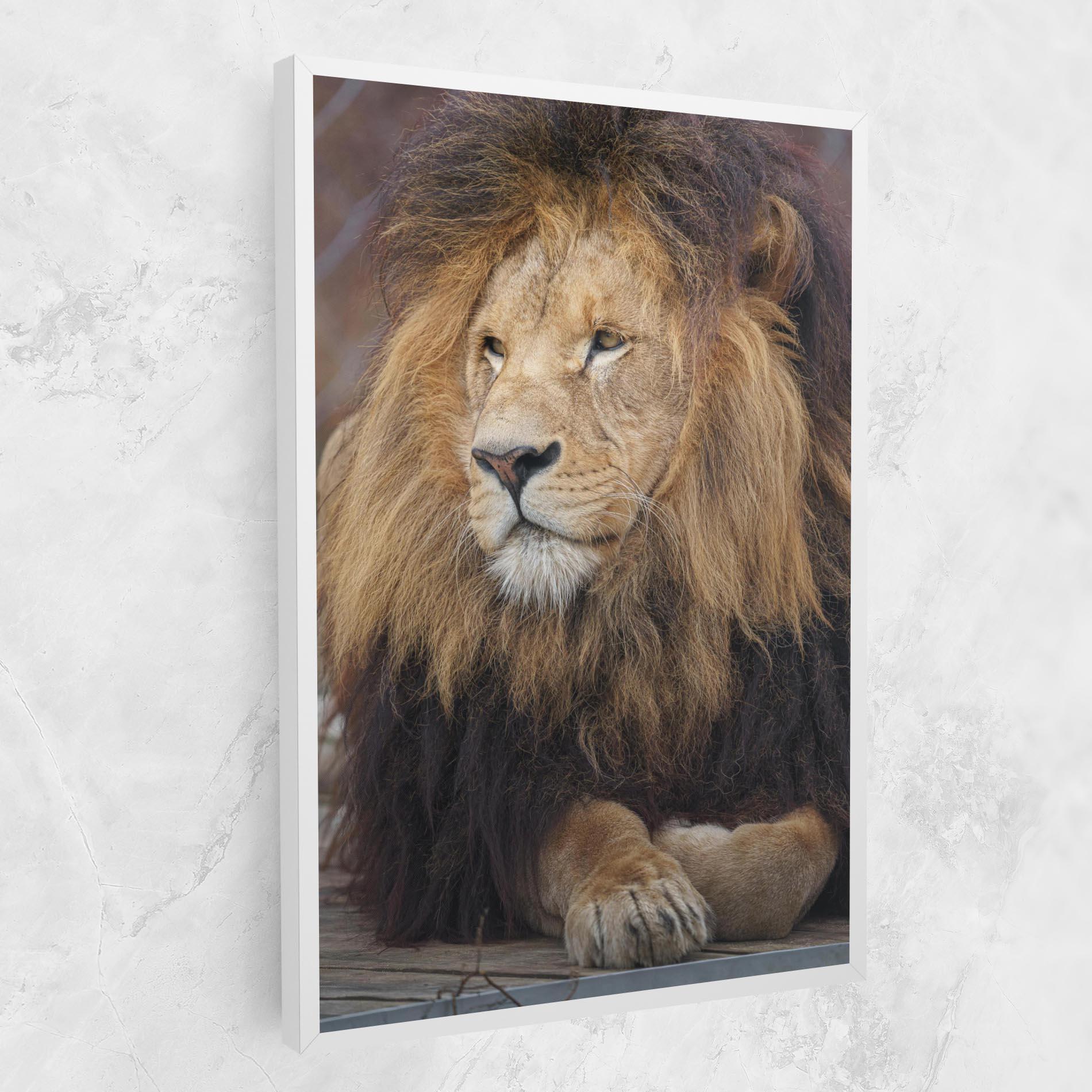 Tablou Canvas Lion Chilling mockup 1