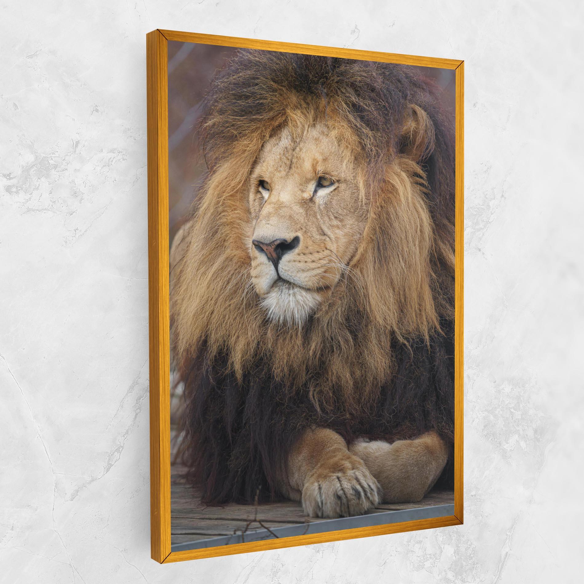 Tablou Canvas Lion Chilling mockup 1