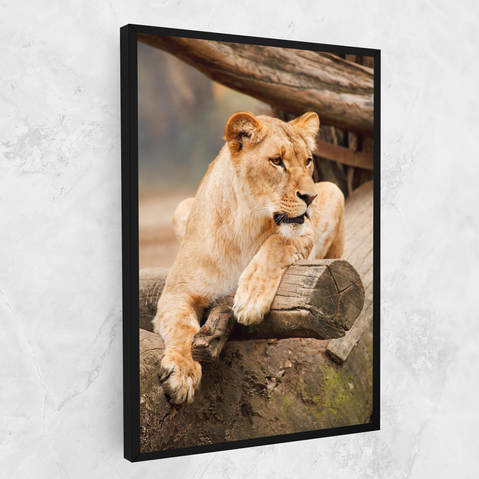 Tablou Canvas Female Lion Sitting mockup 1
