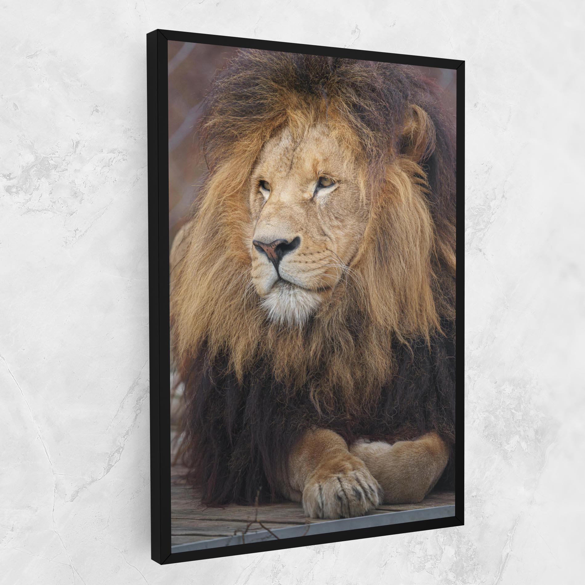 Tablou Canvas Lion Chilling mockup 1