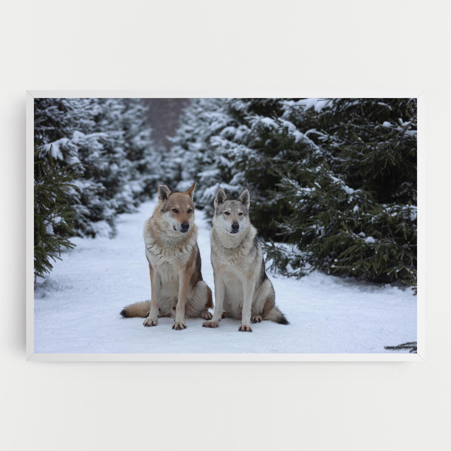 Tablou Canvas 2 Wolfs Sitting mockup 0