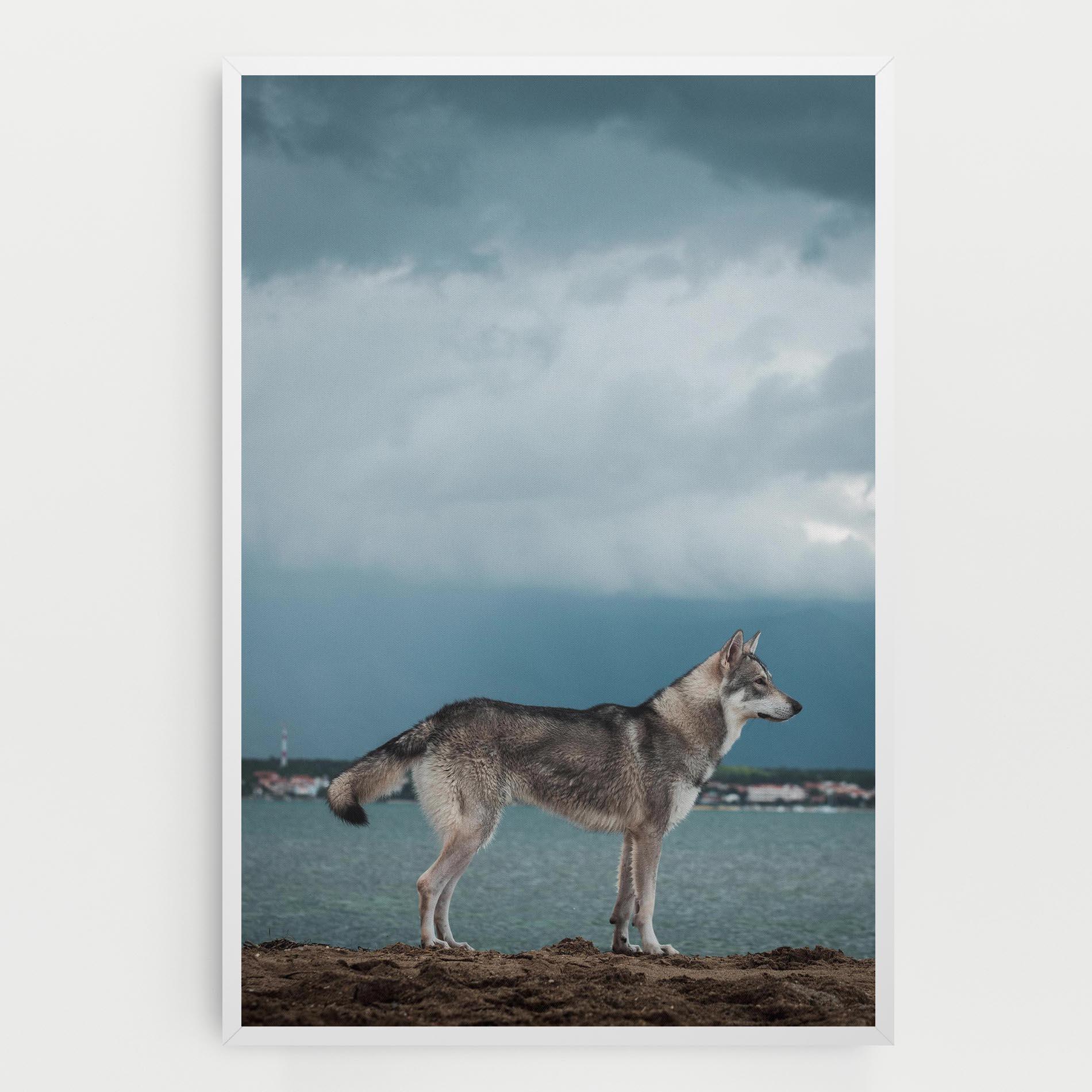 Tablou Canvas Grey Wolf Looking mockup 0