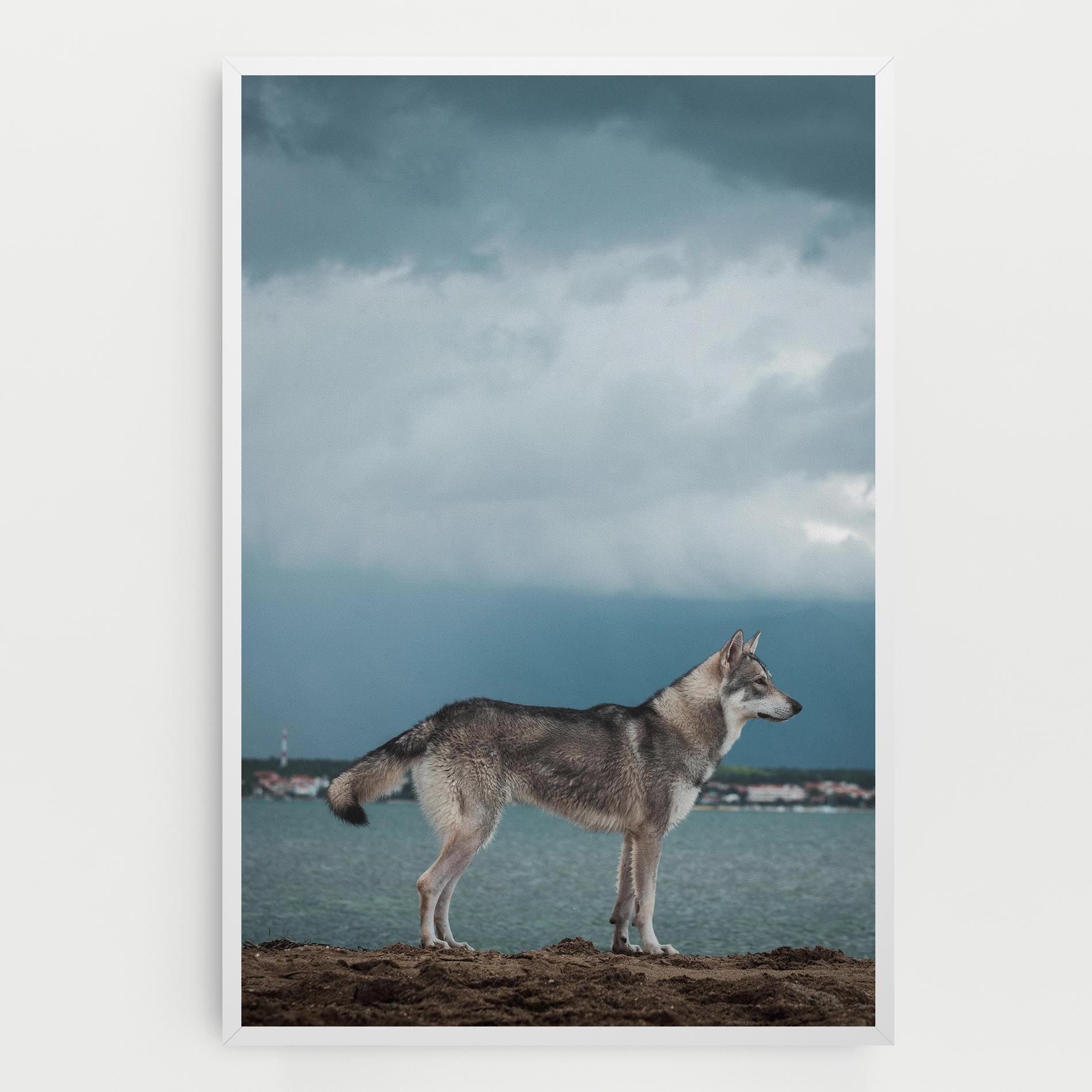 Grey Wolf Looking mockup 0
