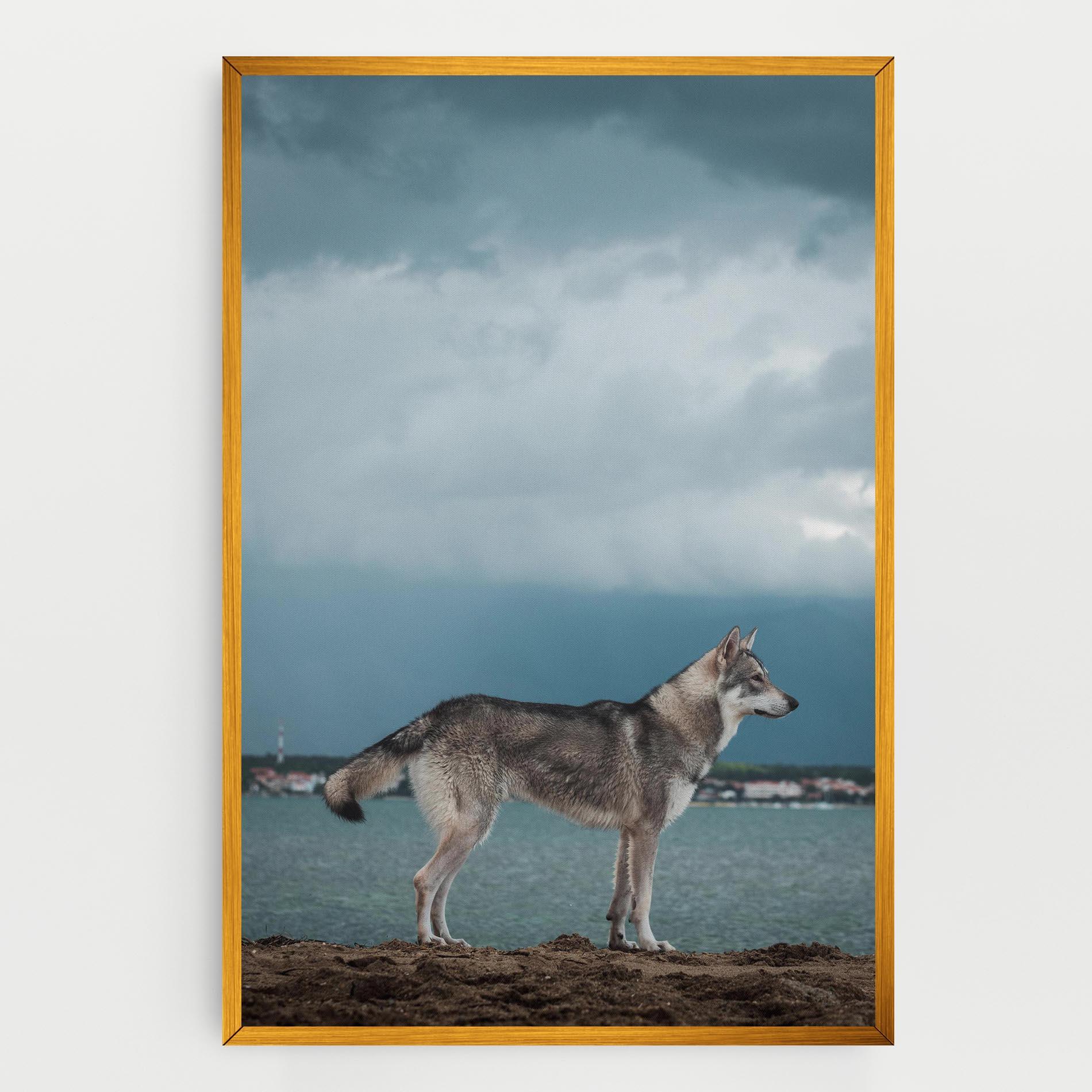 Tablou Canvas Grey Wolf Looking mockup 0