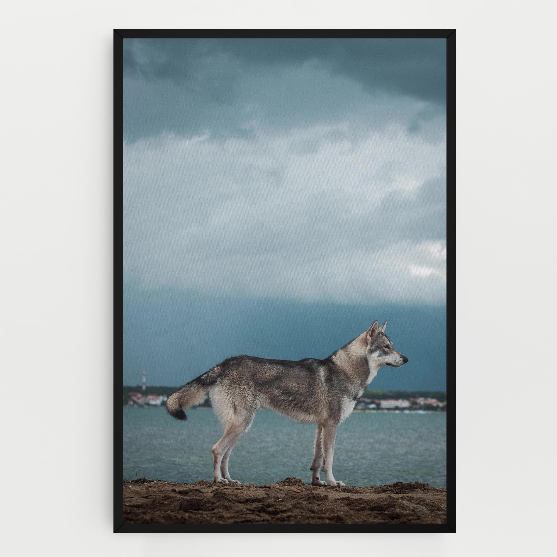 Tablou Canvas Grey Wolf Looking mockup 0