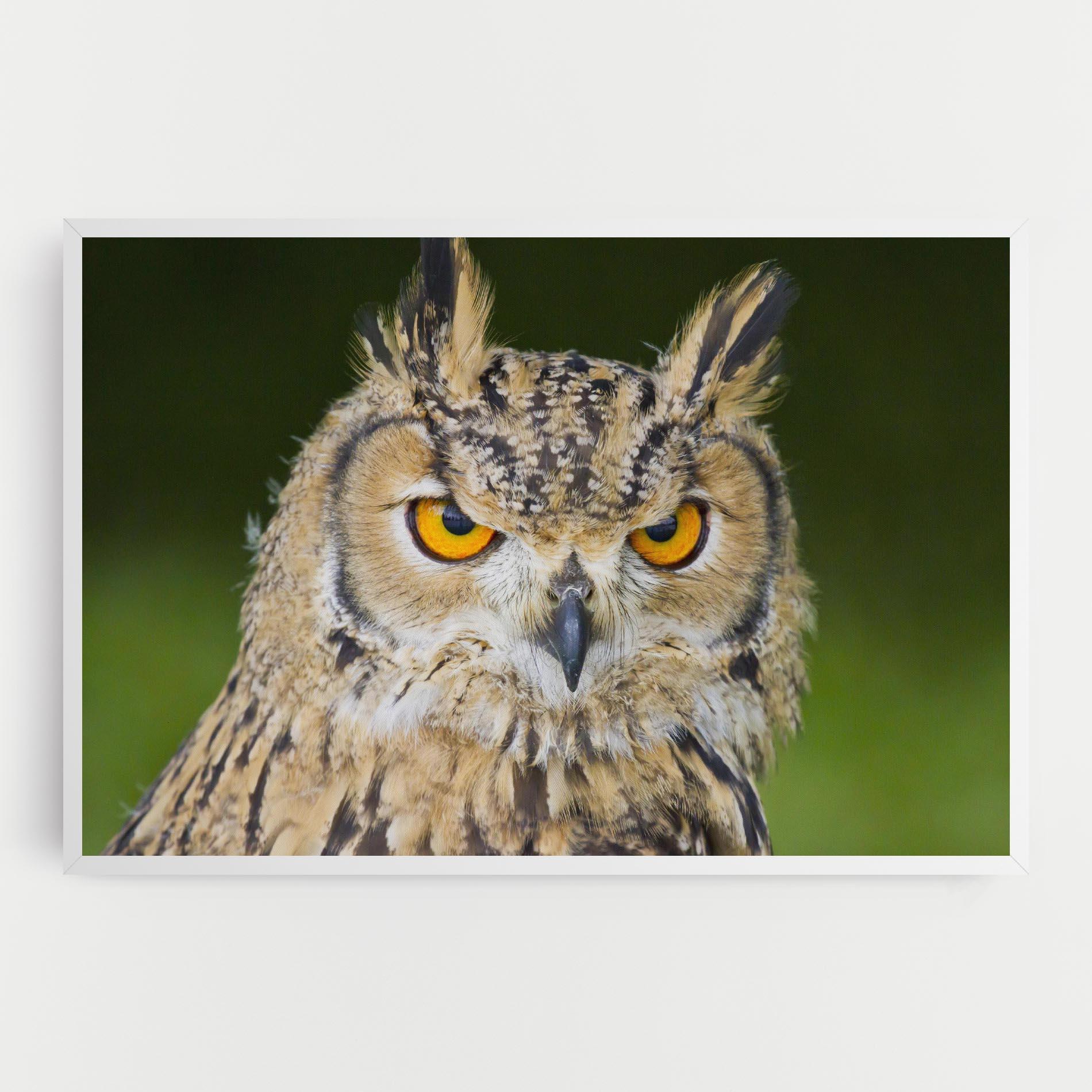 Tablou Canvas Angry Owl mockup 0