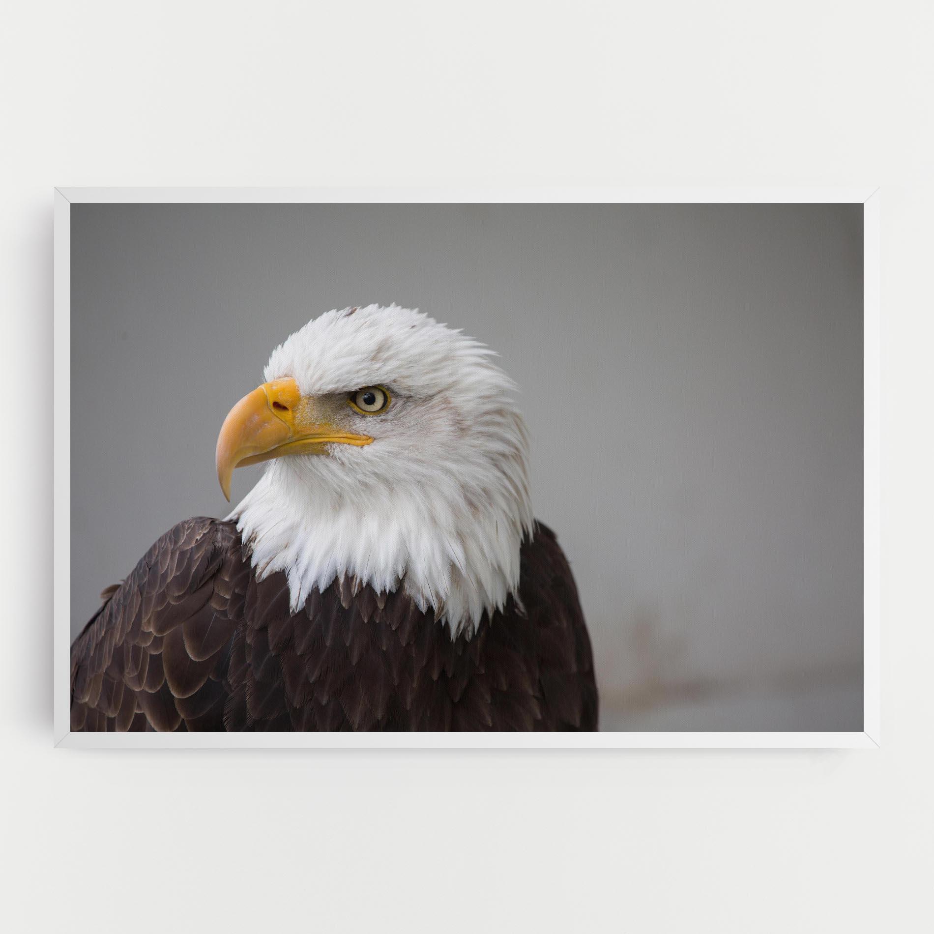 Tablou Canvas Beautiful Eagle mockup 0