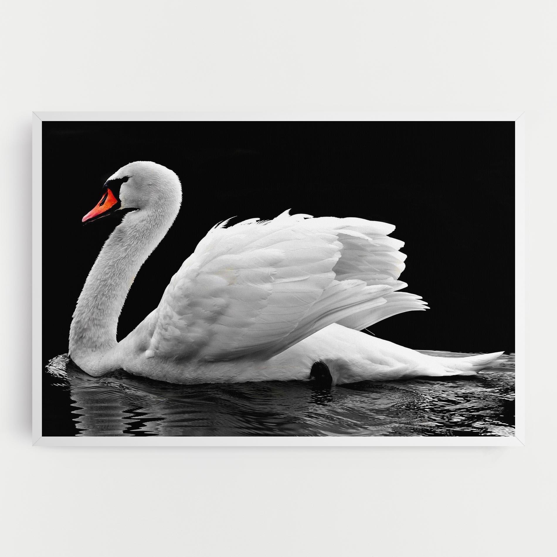 Tablou Canvas Black And White Swan mockup 0