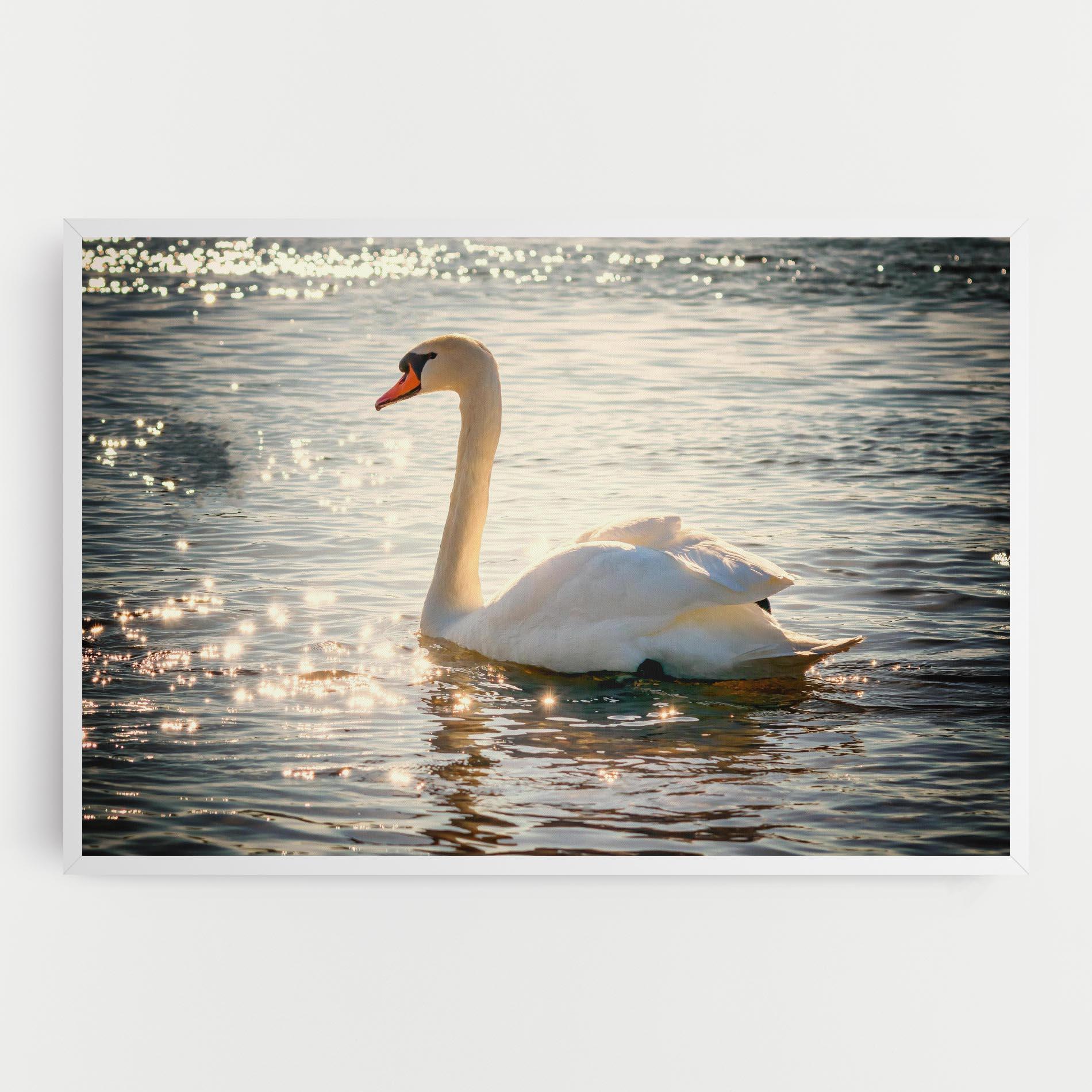 Tablou Canvas Swan On Lake mockup 0
