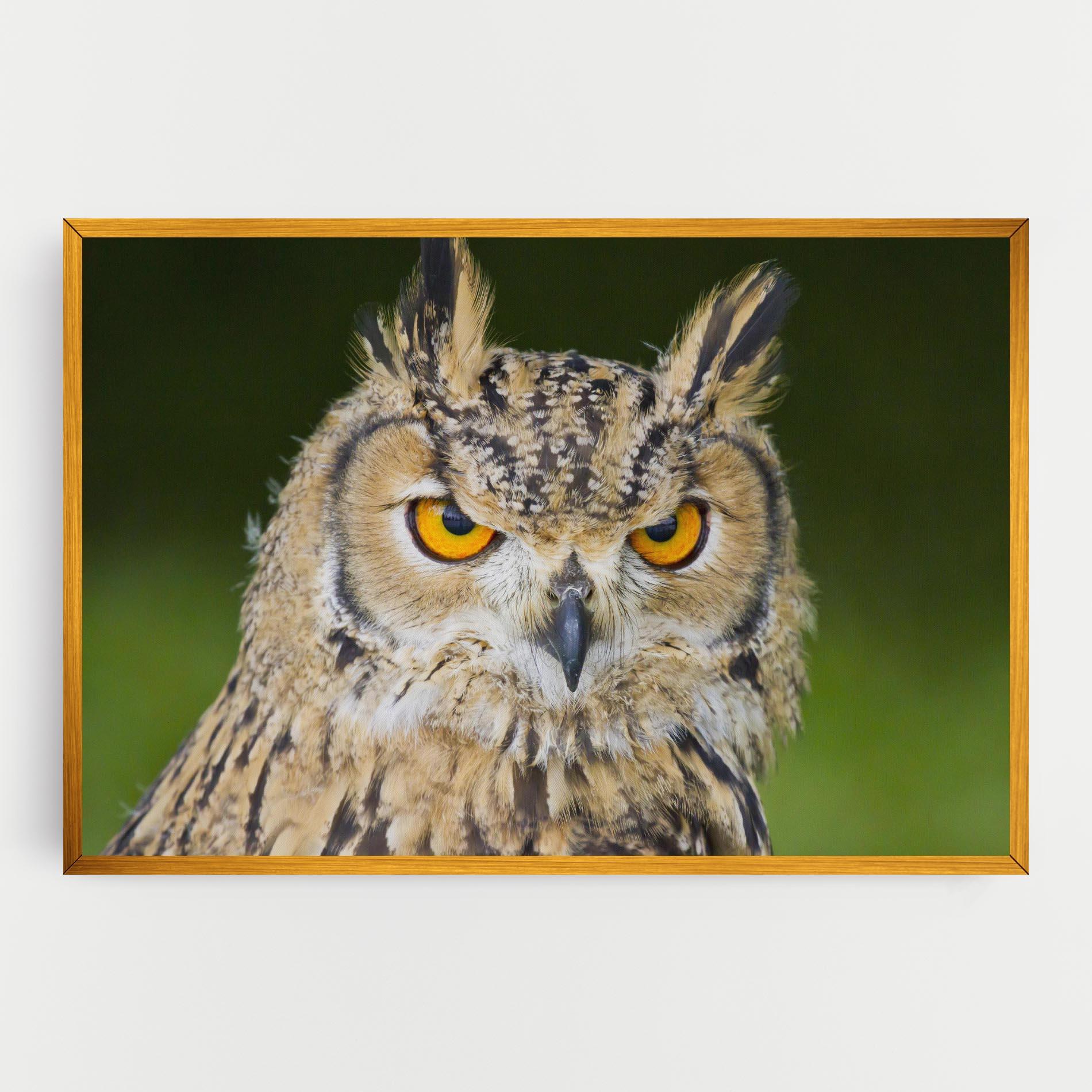 Tablou Canvas Angry Owl mockup 0