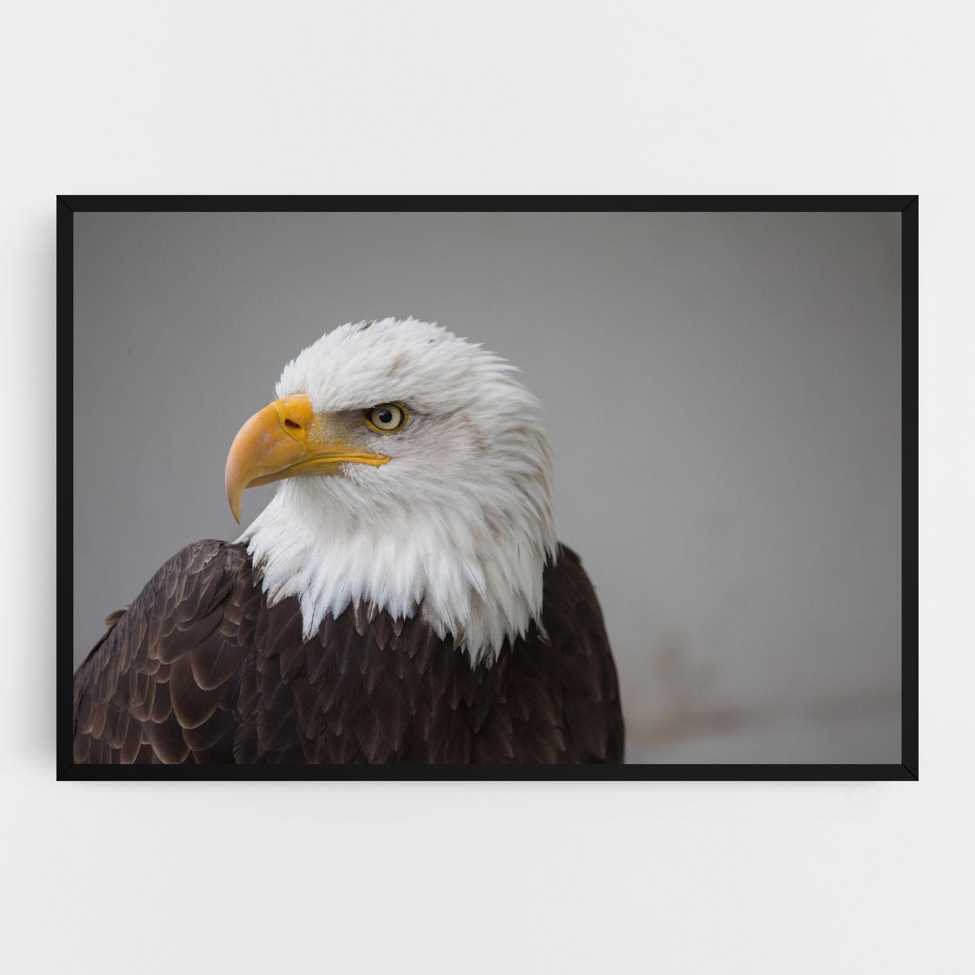 Tablou Canvas Beautiful Eagle mockup 0