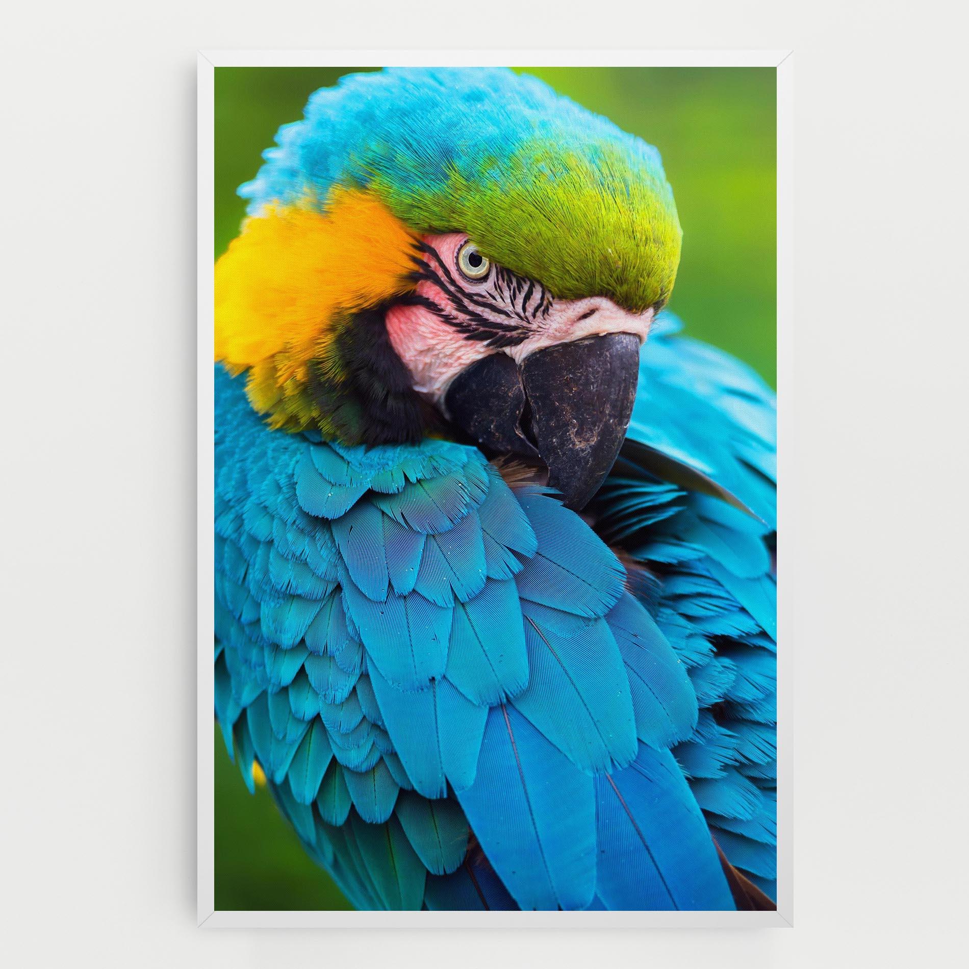 Tablou Canvas Blue Parrot mockup 0