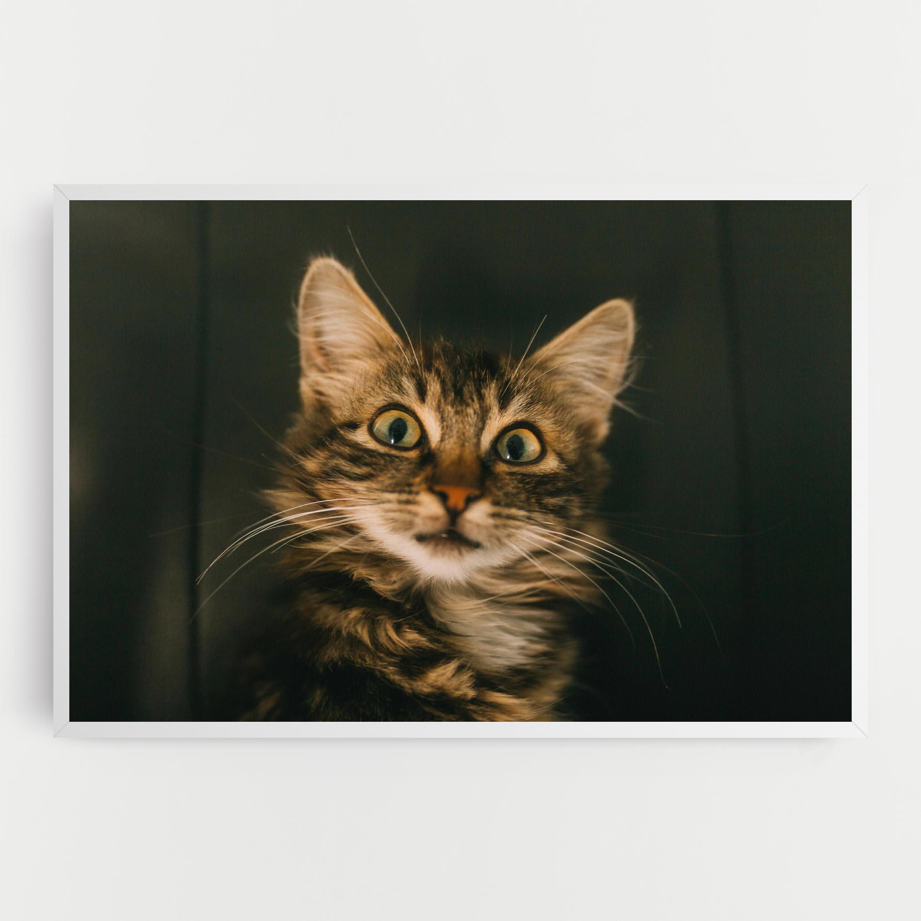 Tablou Canvas Amazed Cat mockup 0