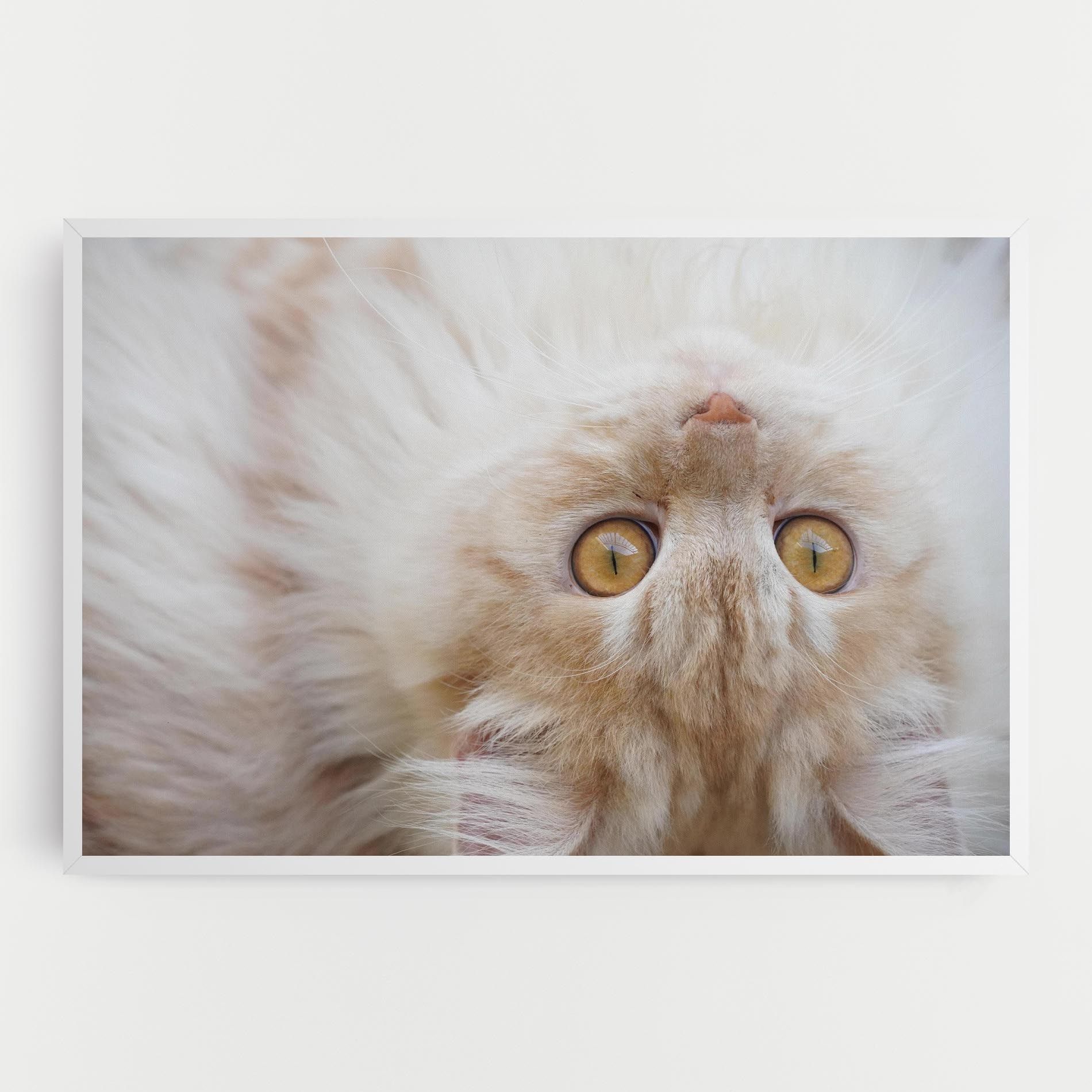 Close Up Yellow Eyes Cat mockup 0