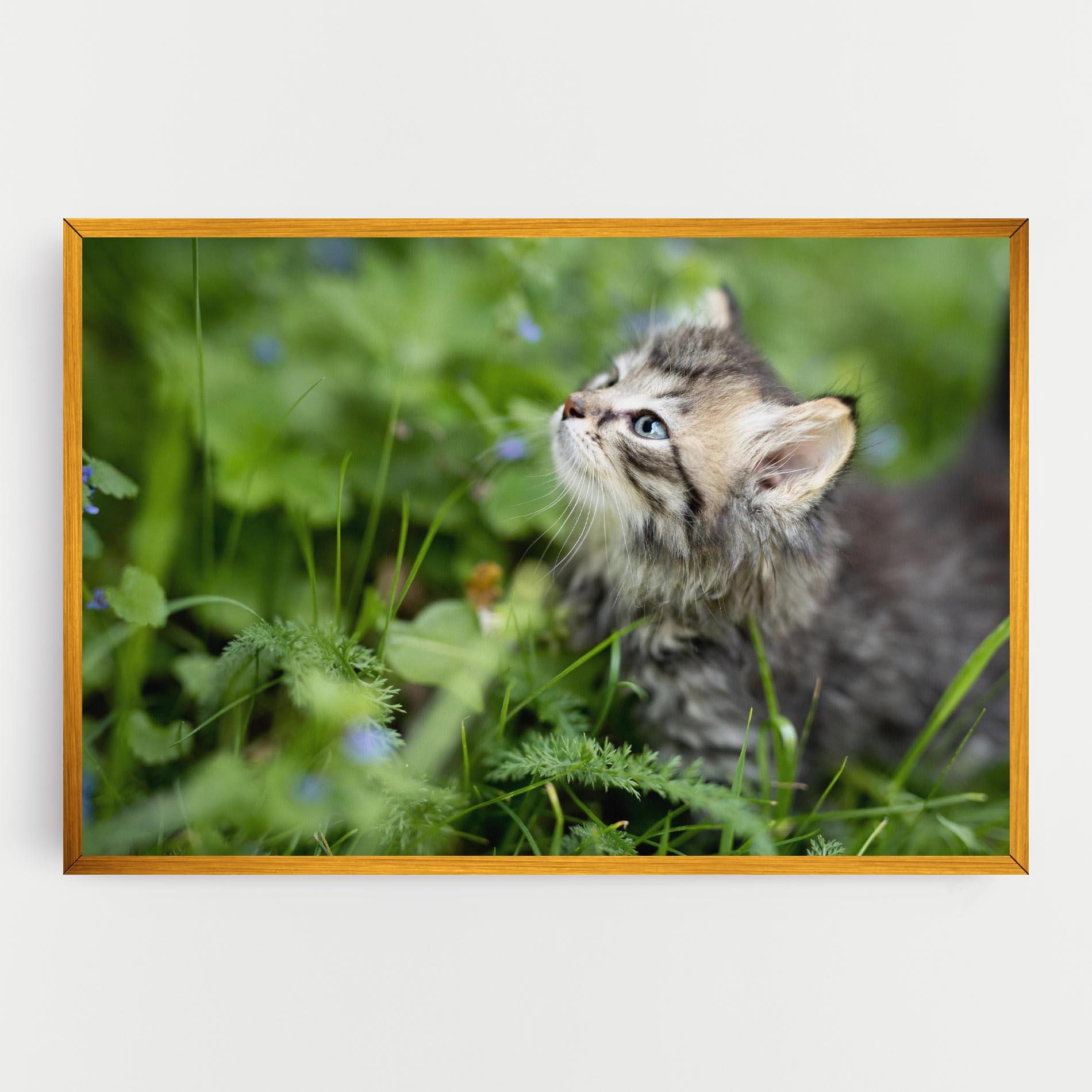 Tablou Canvas Brown Baby Cat mockup 0