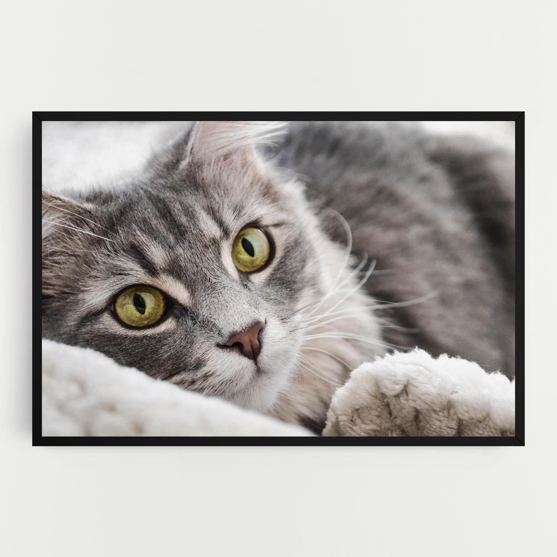 Tablou Canvas Grey Fluffy Cat mockup 0