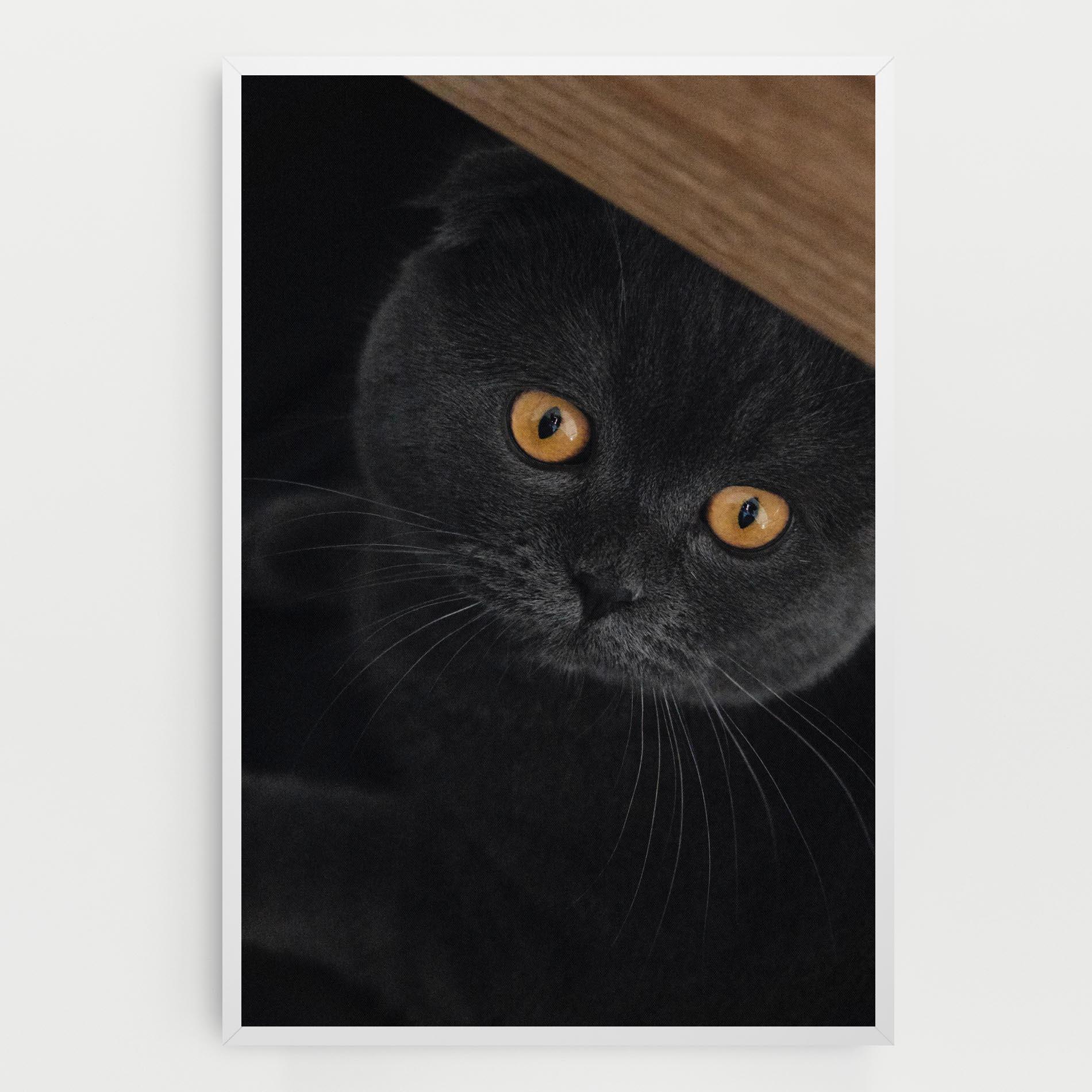 Tablou Canvas Grey Cat With Orange Eyes mockup 0