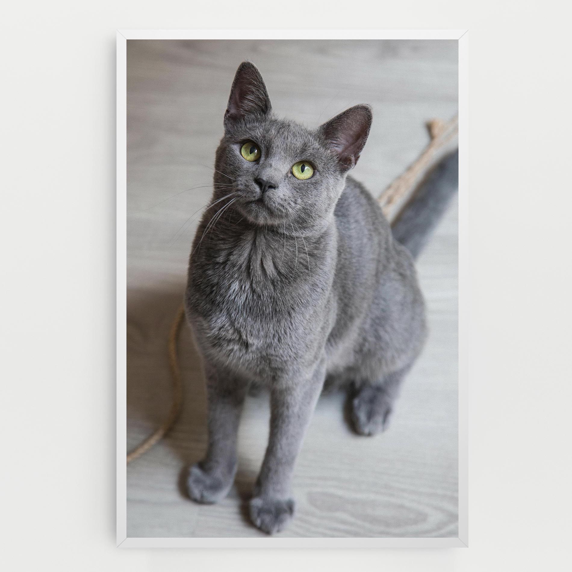 Grey Green Cat Eyes mockup 0