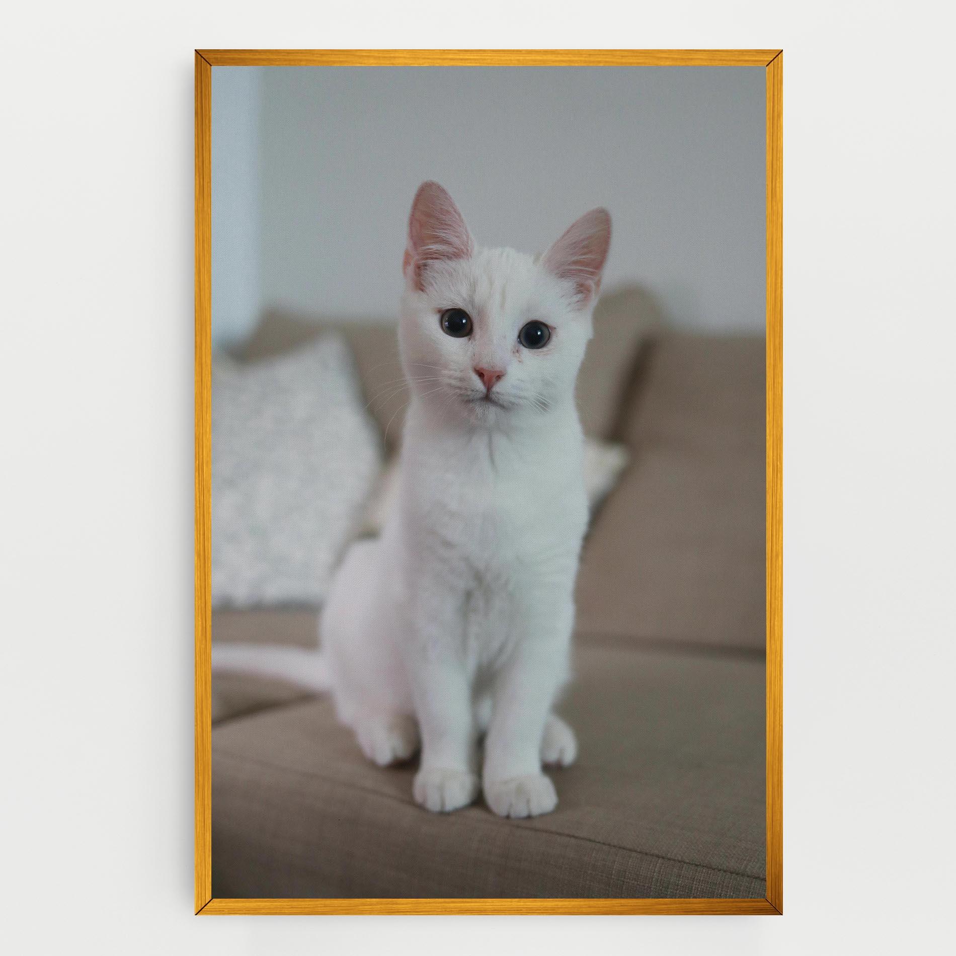 Tablou Canvas Beautiful White Cat mockup 0