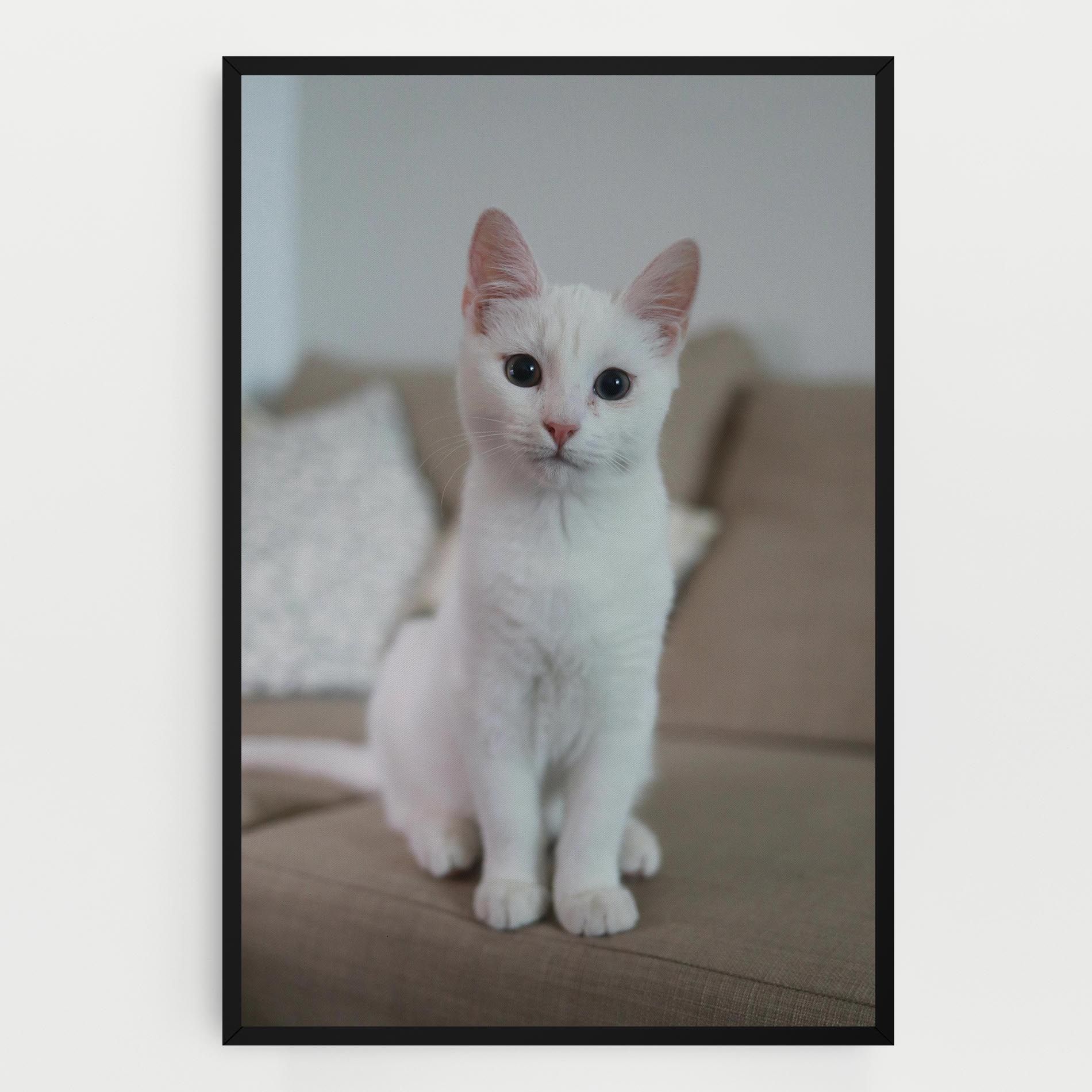 Beautiful White Cat mockup 0