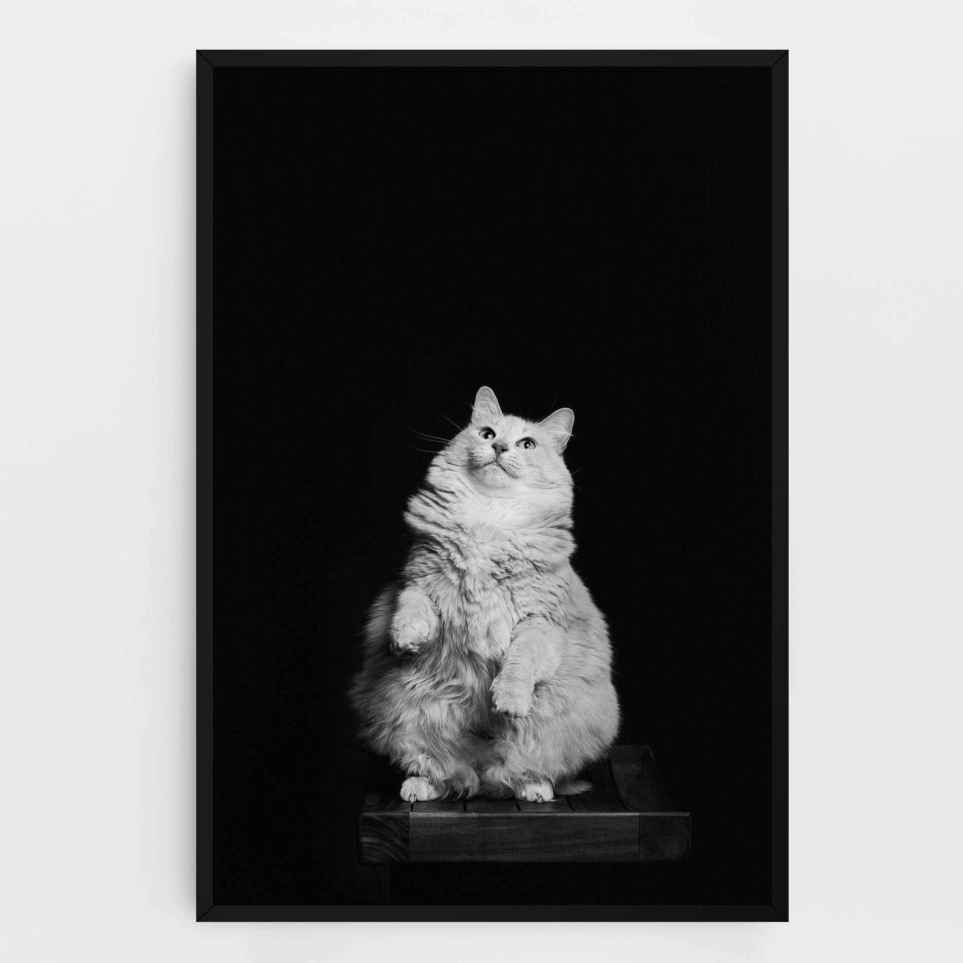 Big Fluffy Cat mockup 0