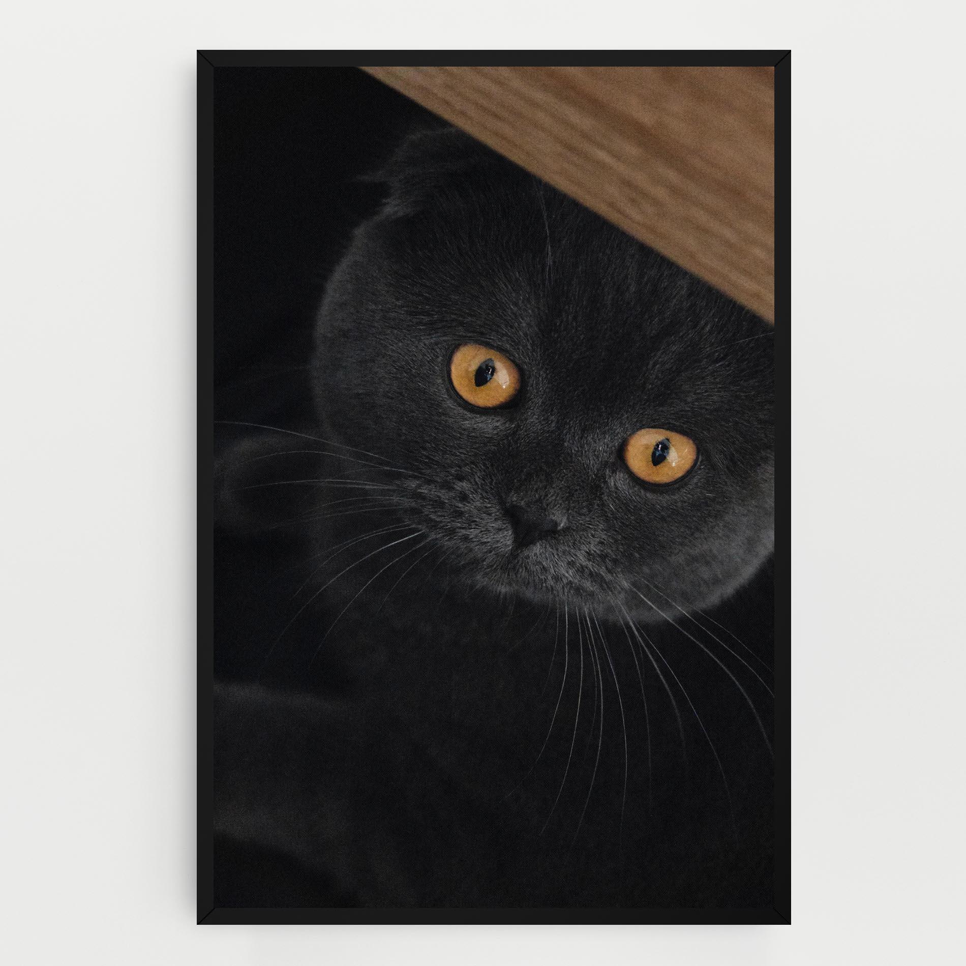Tablou Canvas Grey Cat With Orange Eyes mockup 0
