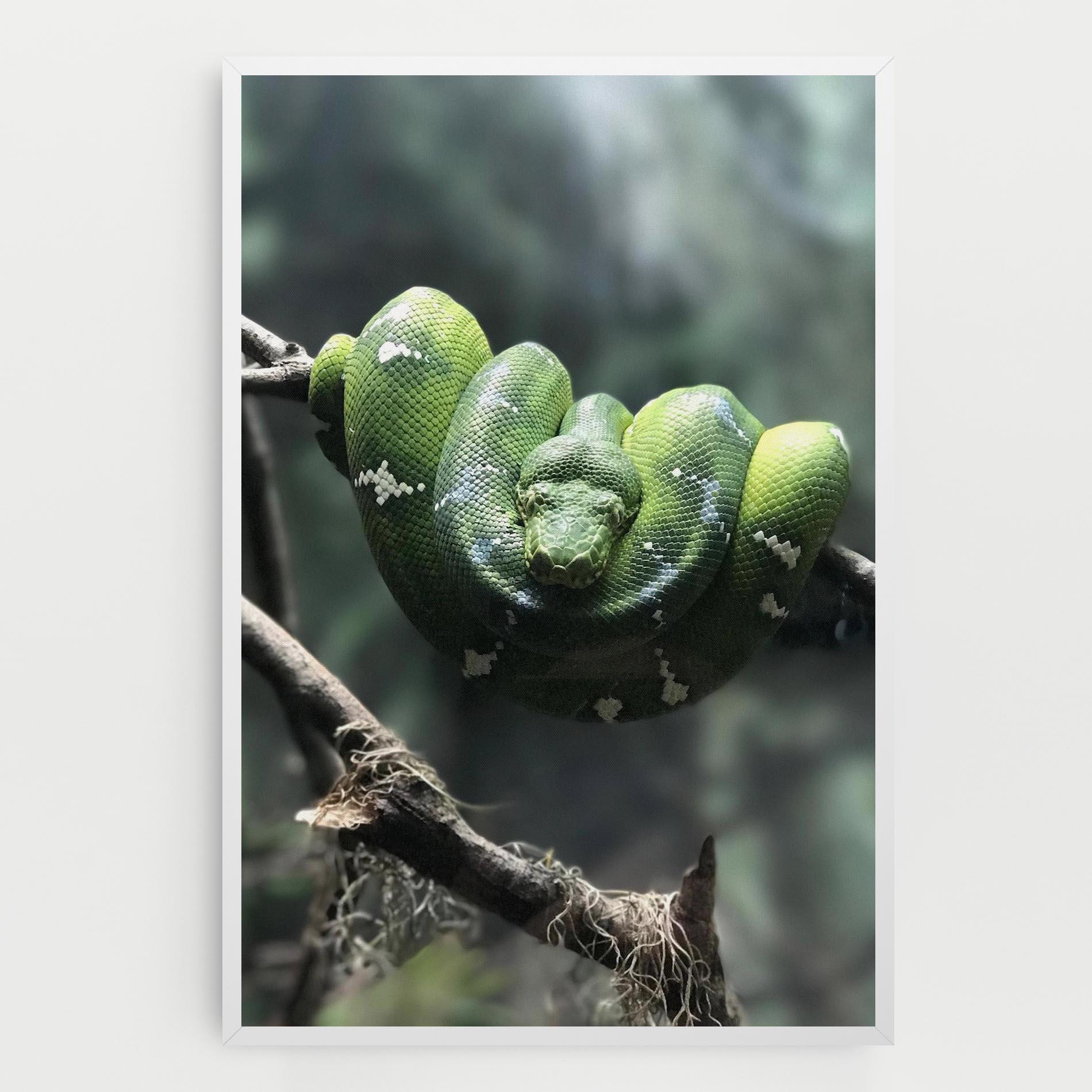 Tablou Canvas Sleepy Snake mockup 0
