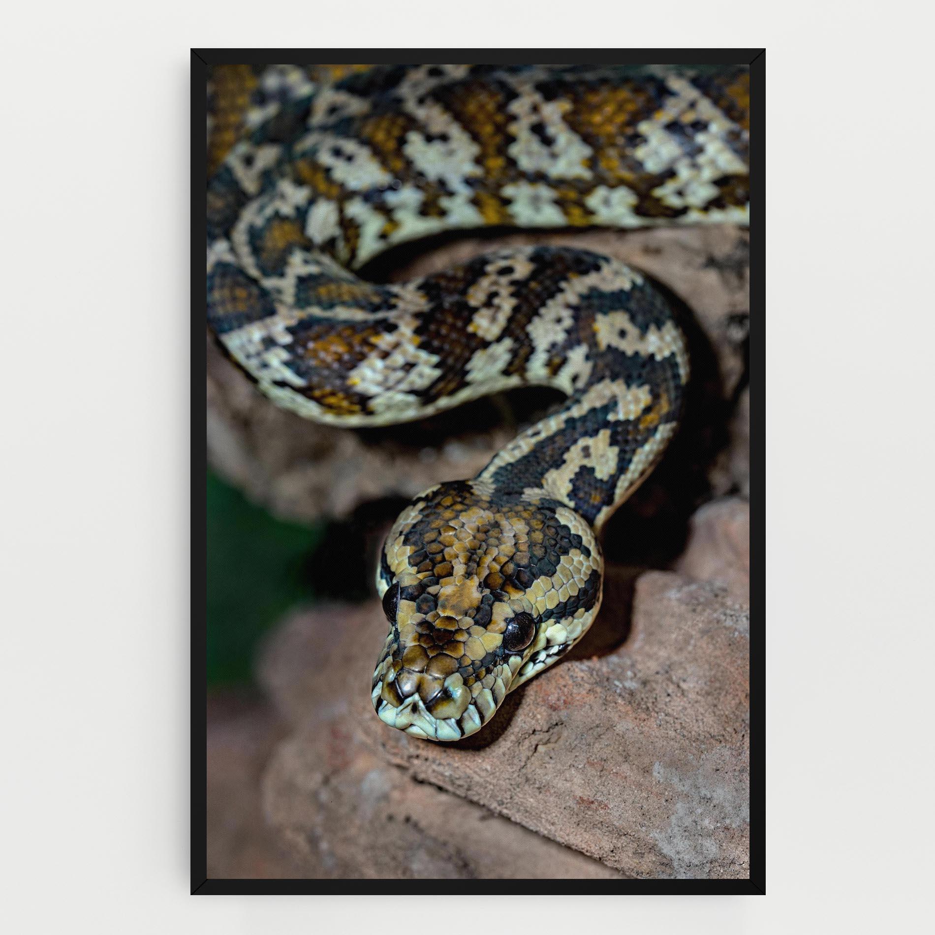 Tablou Canvas King Snake mockup 0