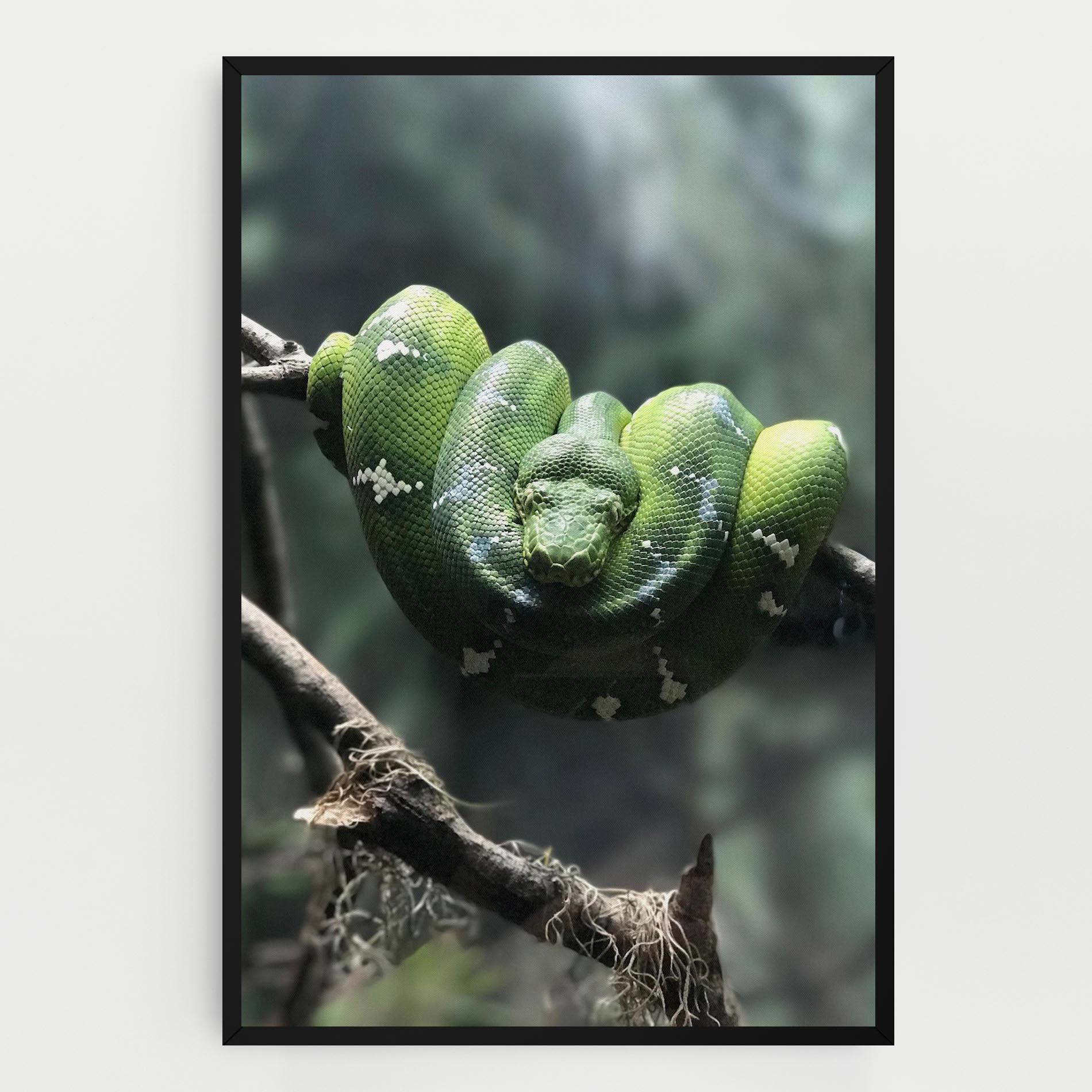 Tablou Canvas Sleepy Snake mockup 0