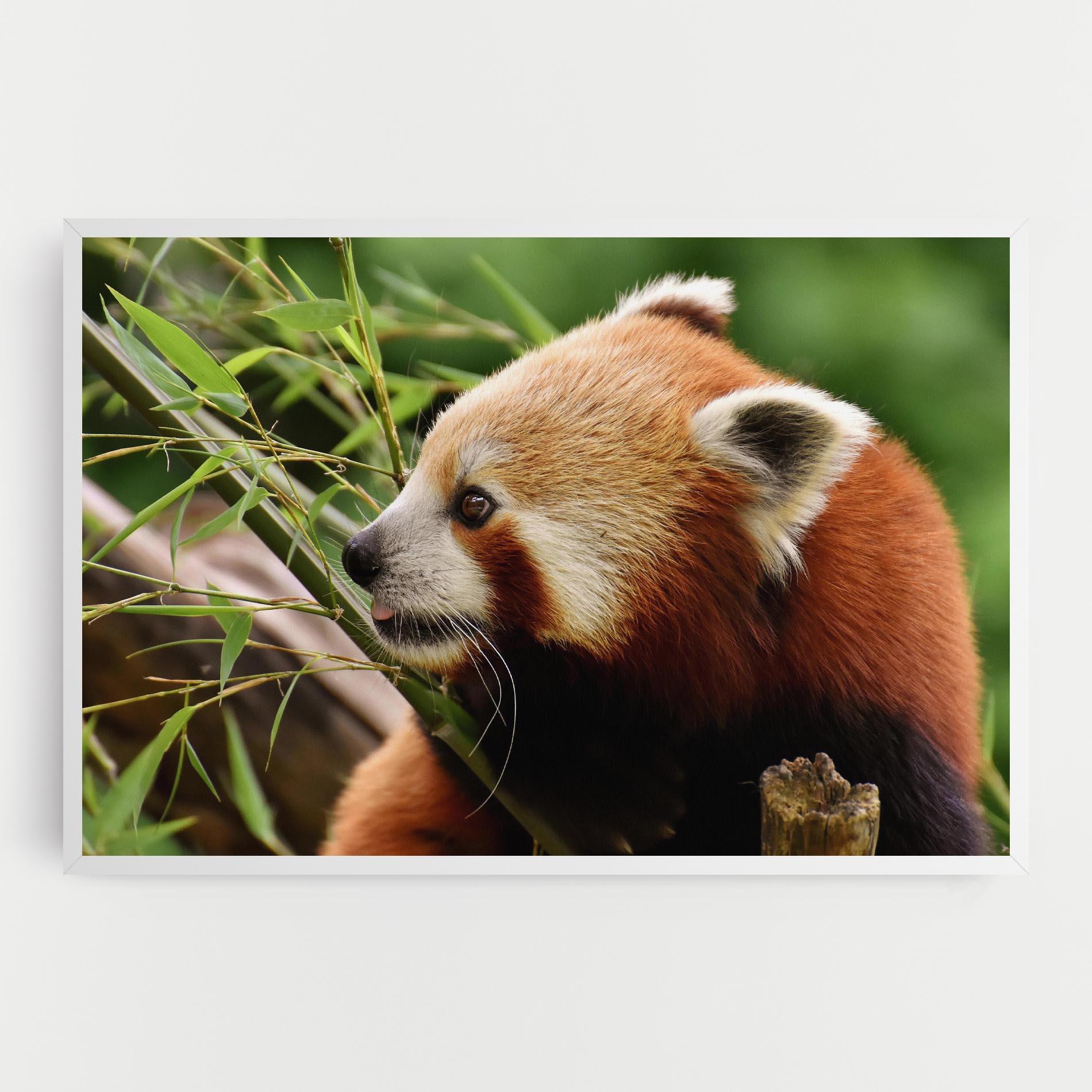 Tablou Canvas Cute Red Panda mockup 0
