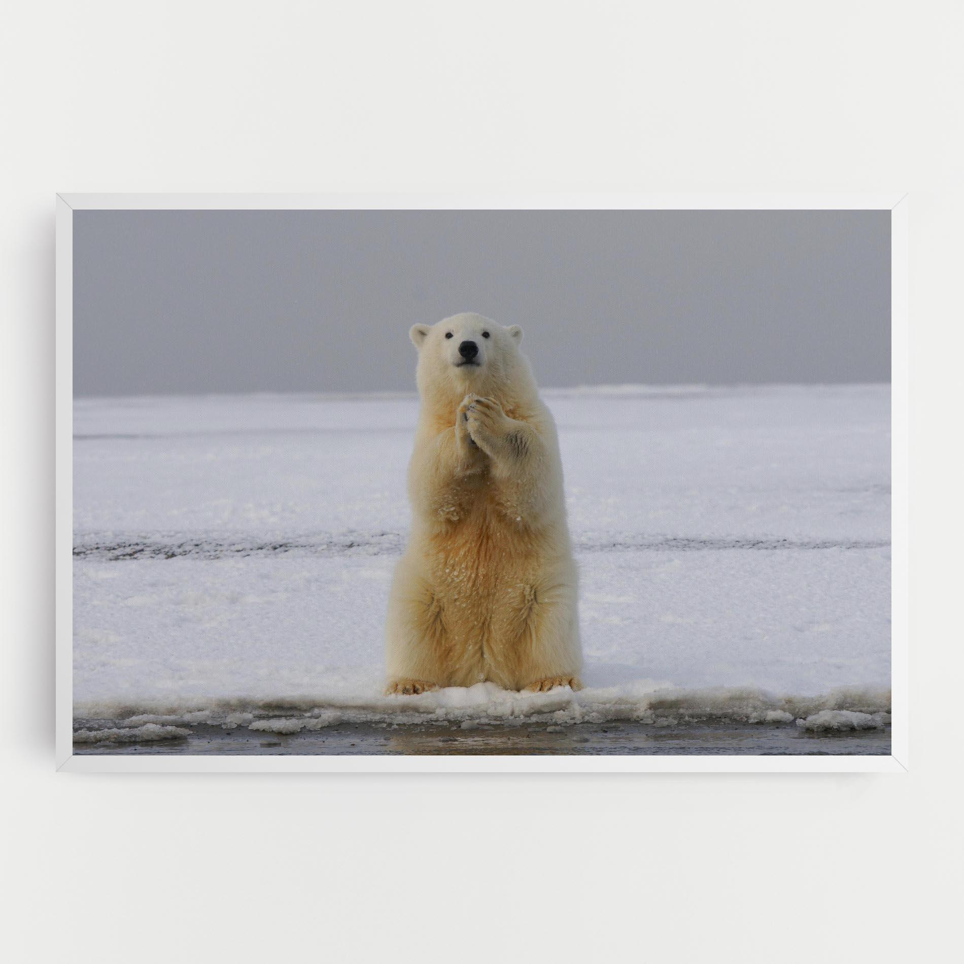 Tablou Canvas Icebear Praying mockup 0