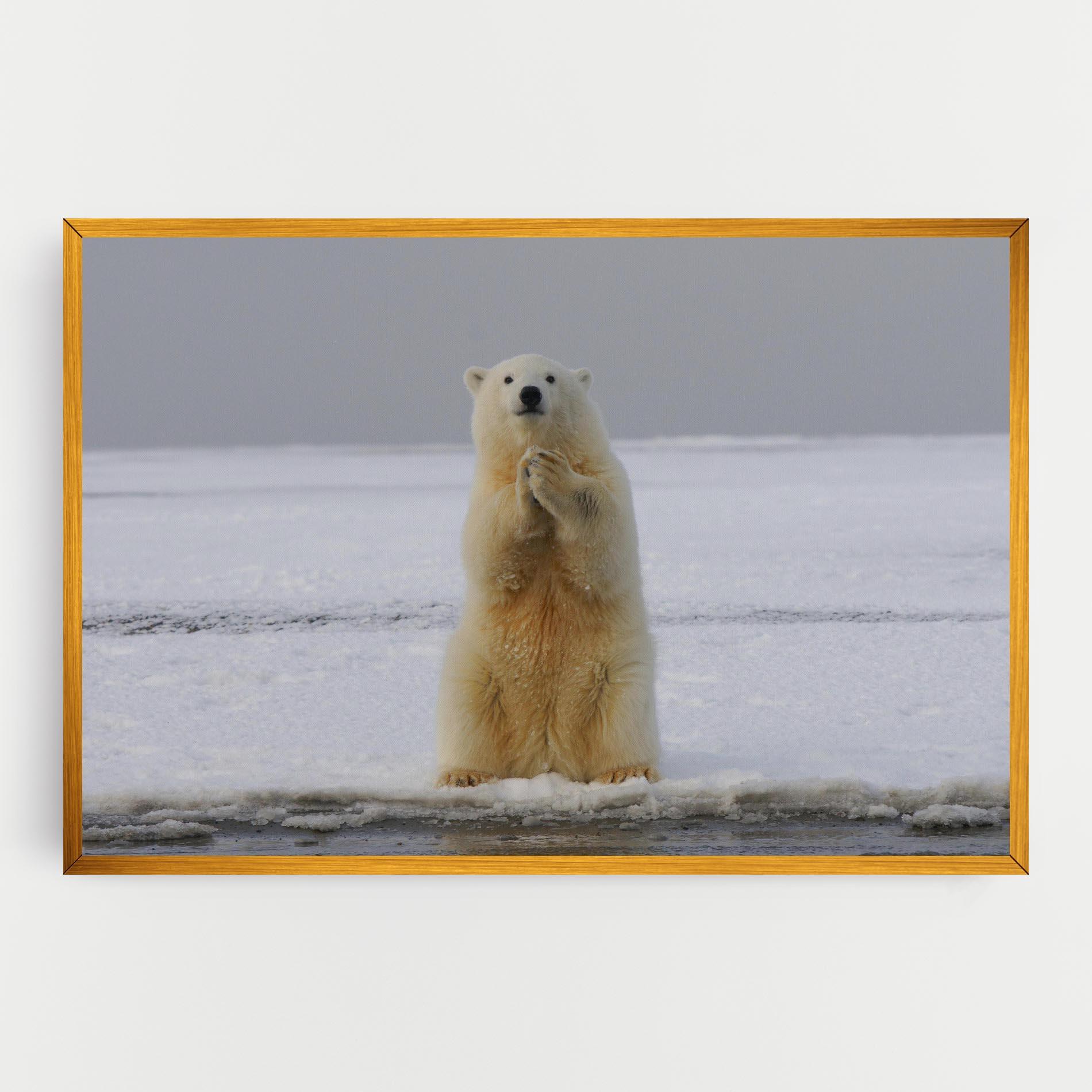 Tablou Canvas Icebear Praying mockup 0