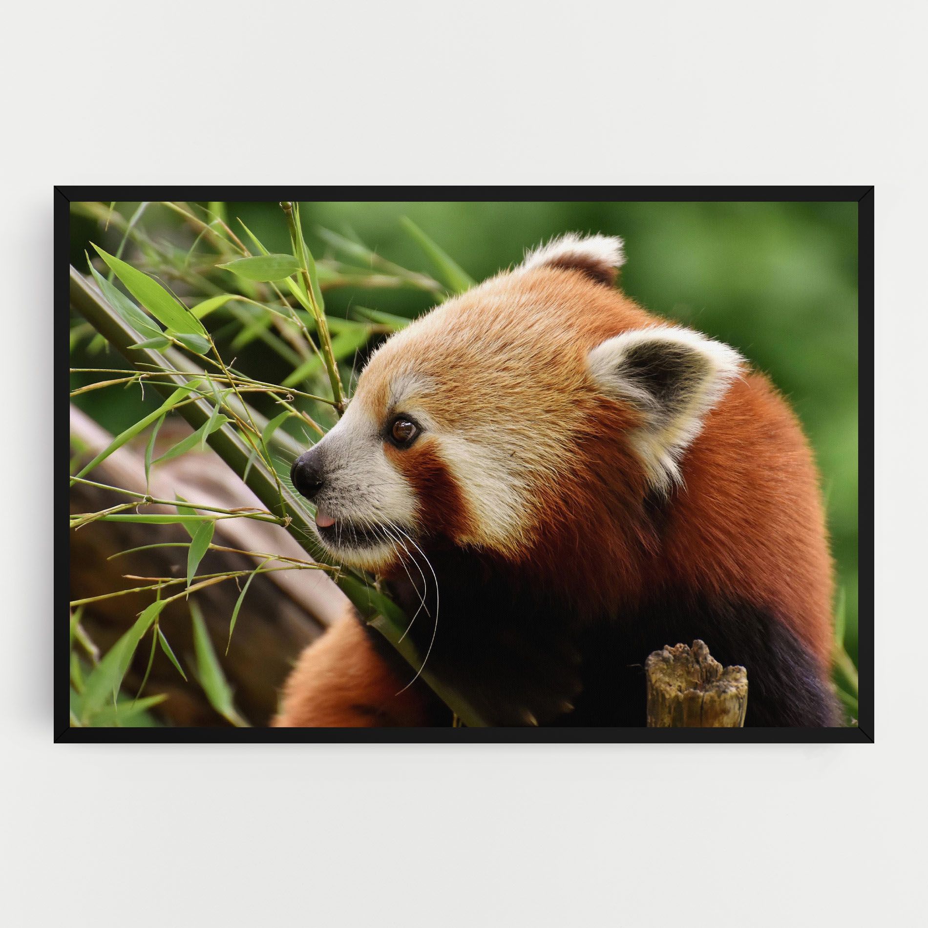 Cute Red Panda mockup 0