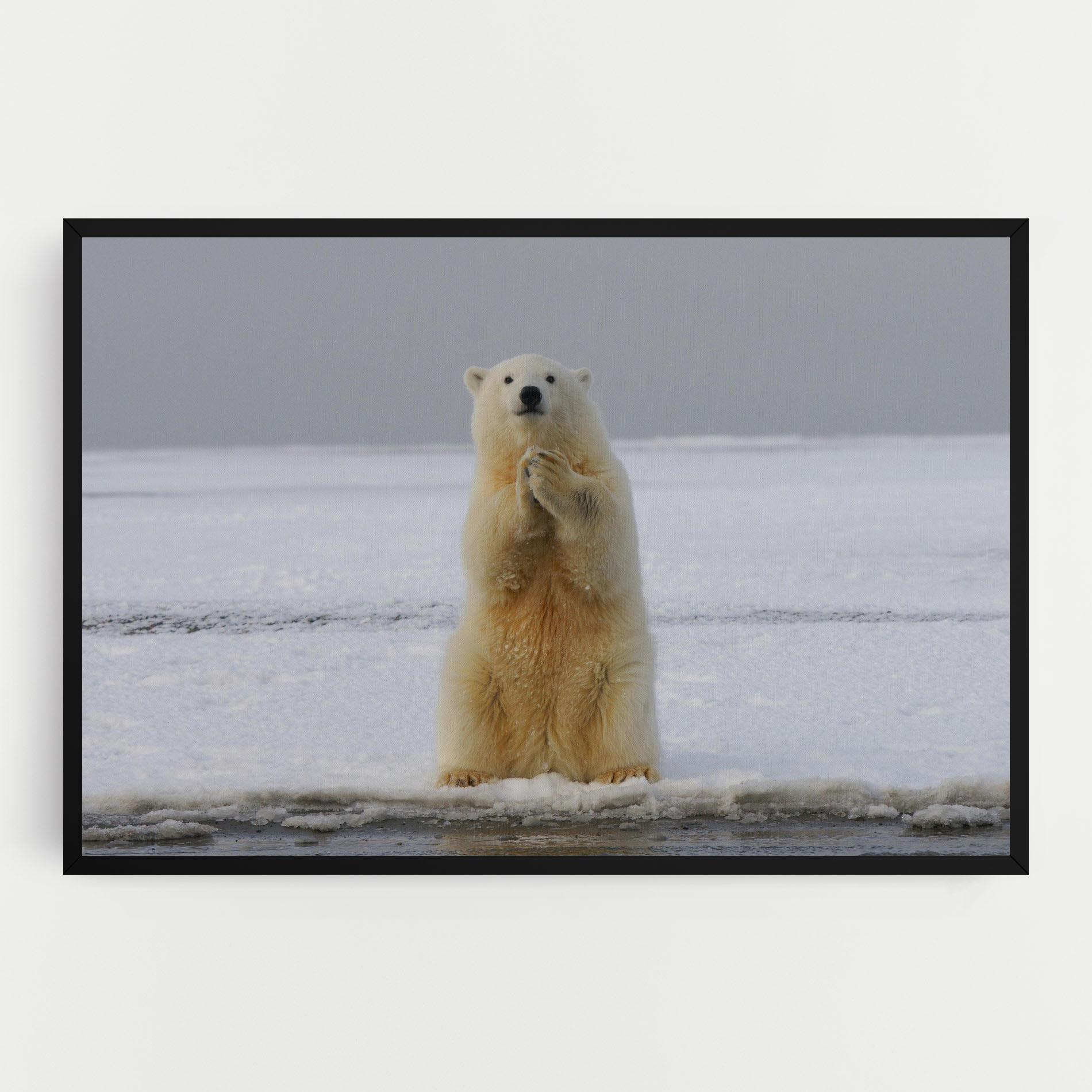 Tablou Canvas Icebear Praying mockup 0