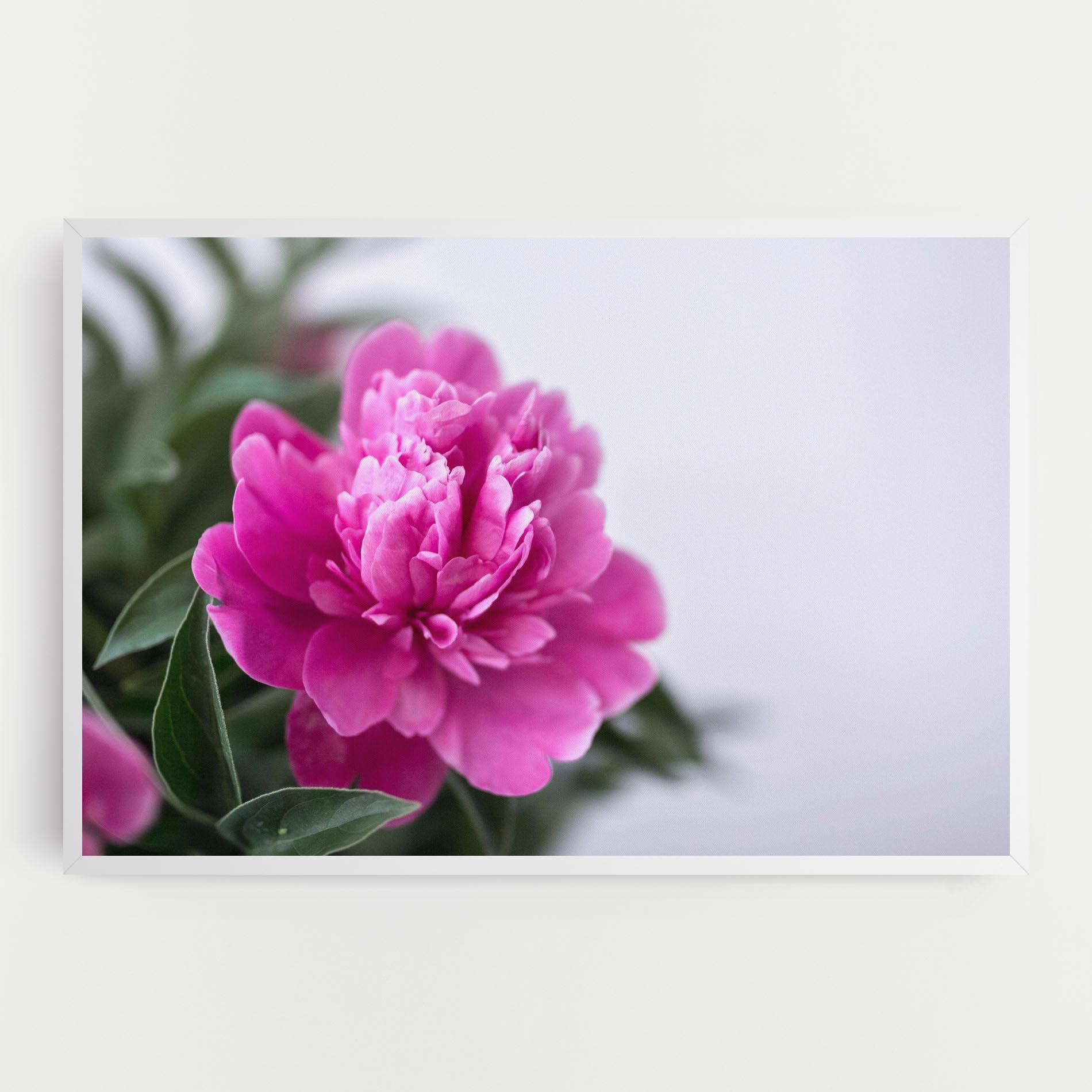 Tablou Canvas Dark Pink Peony mockup 0