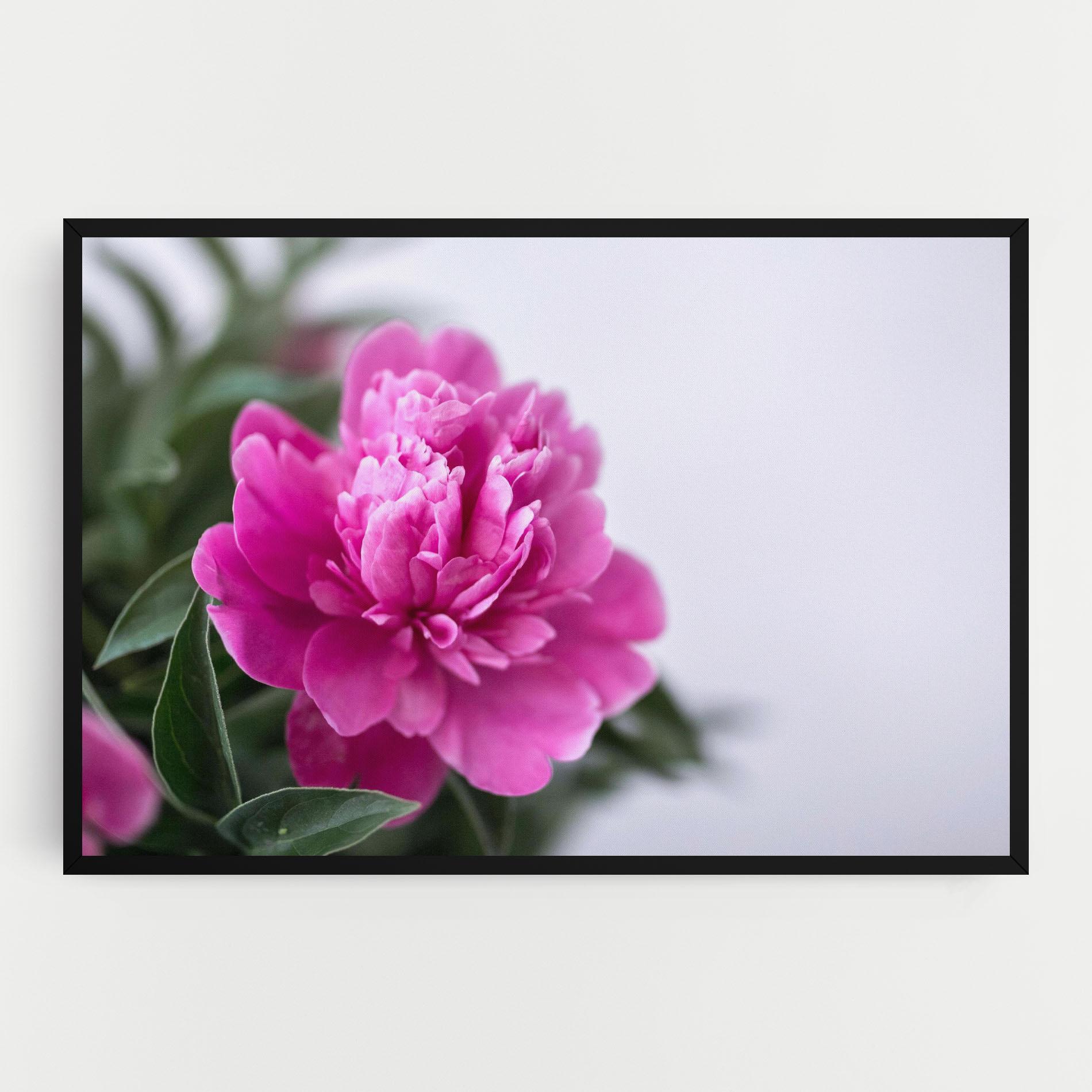 Tablou Canvas Dark Pink Peony mockup 0