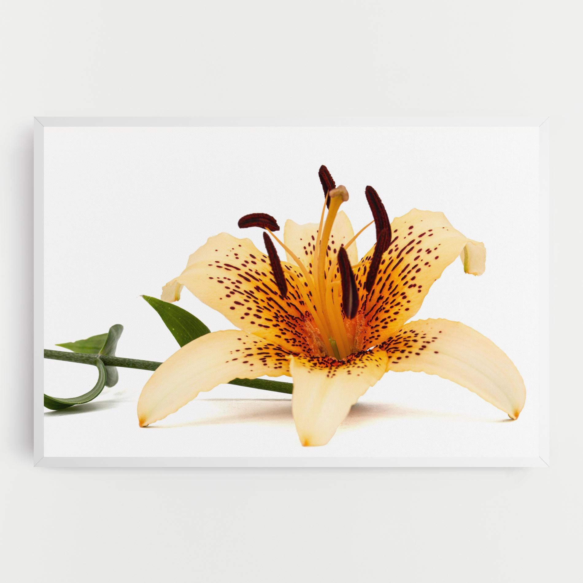 Big Yellow Lily mockup 0