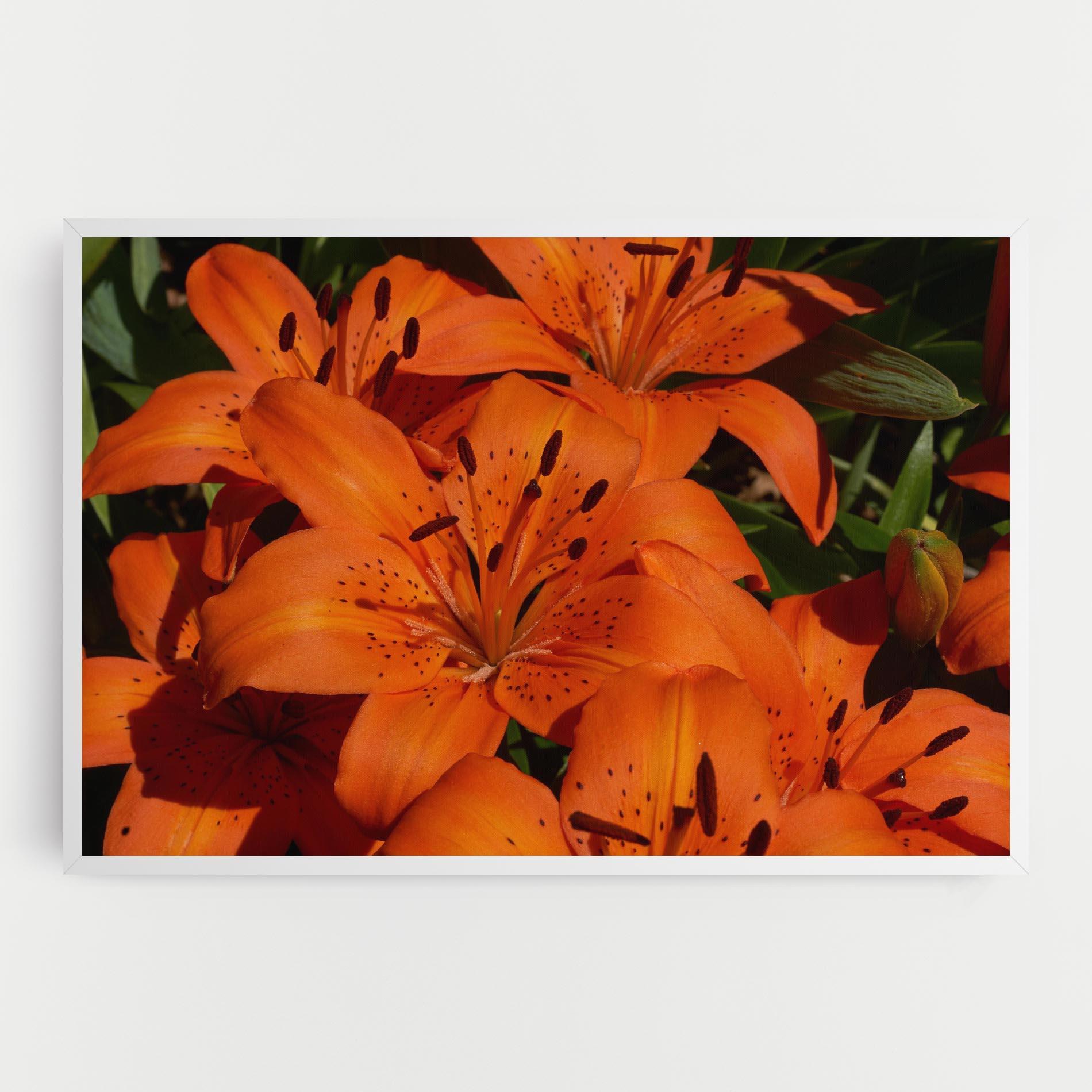 Tablou Canvas Orange Lily In The Sun mockup 0