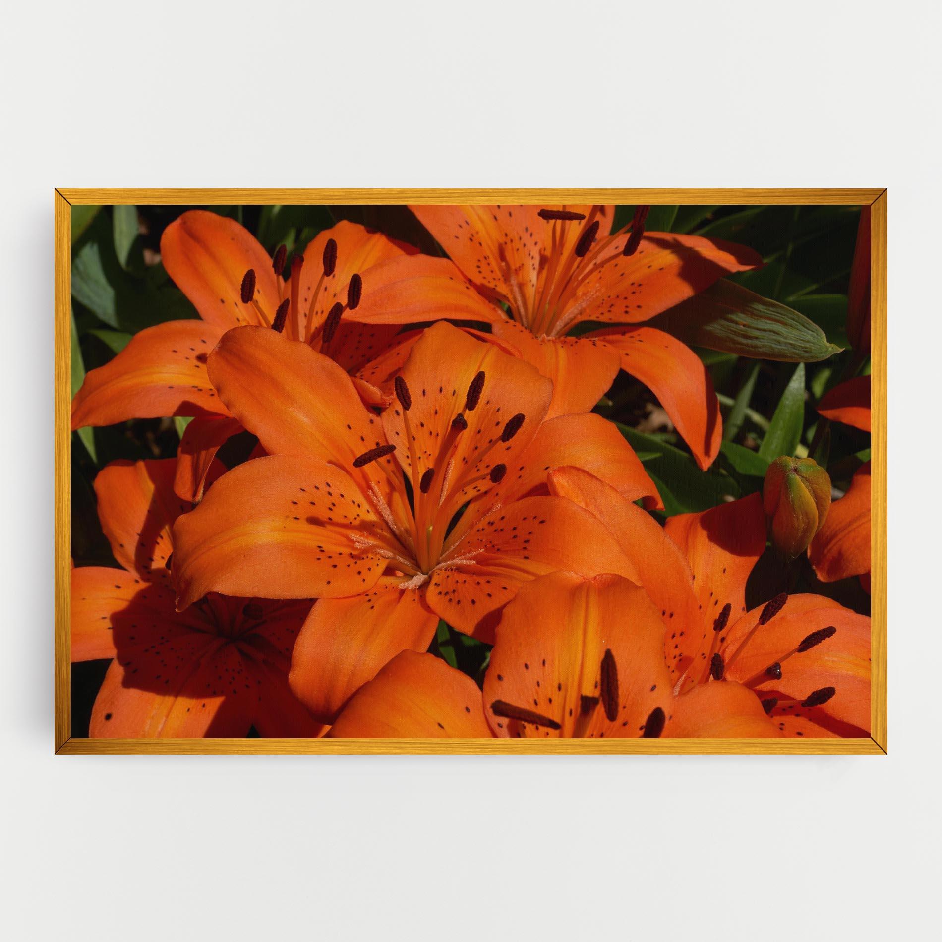 Tablou Canvas Orange Lily In The Sun mockup 0