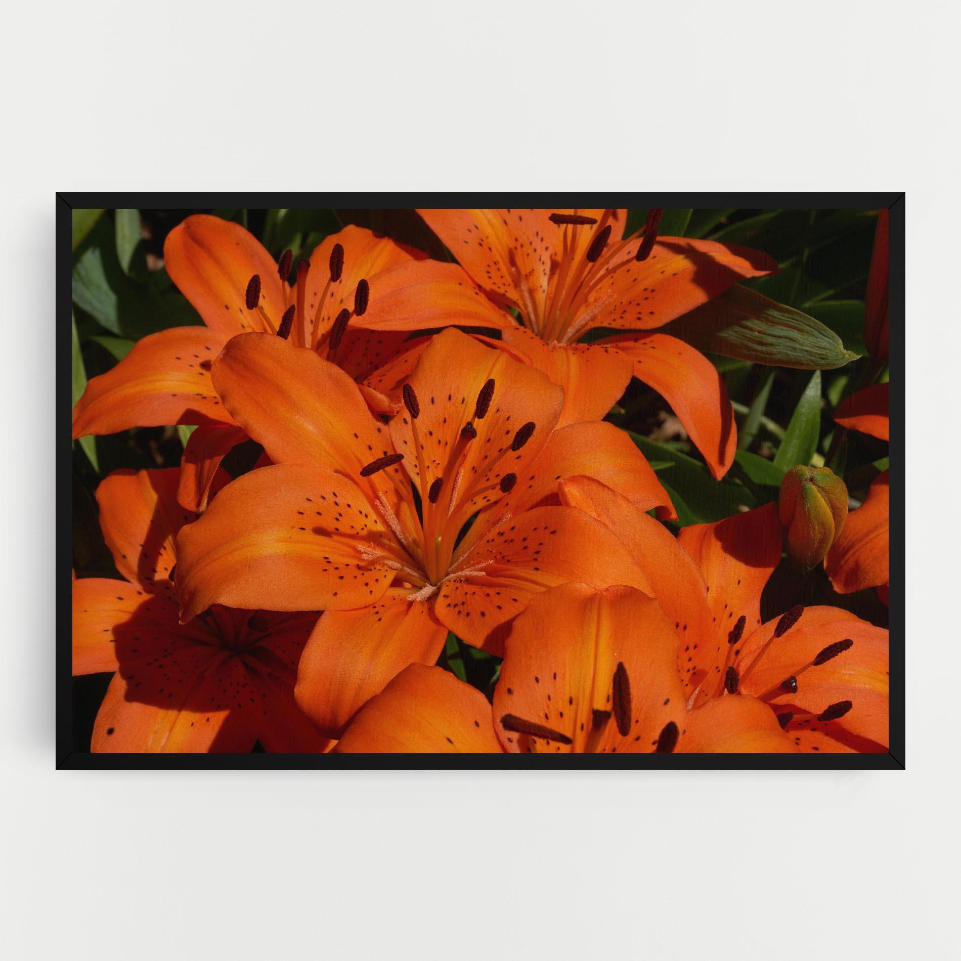 Tablou Canvas Orange Lily In The Sun mockup 0