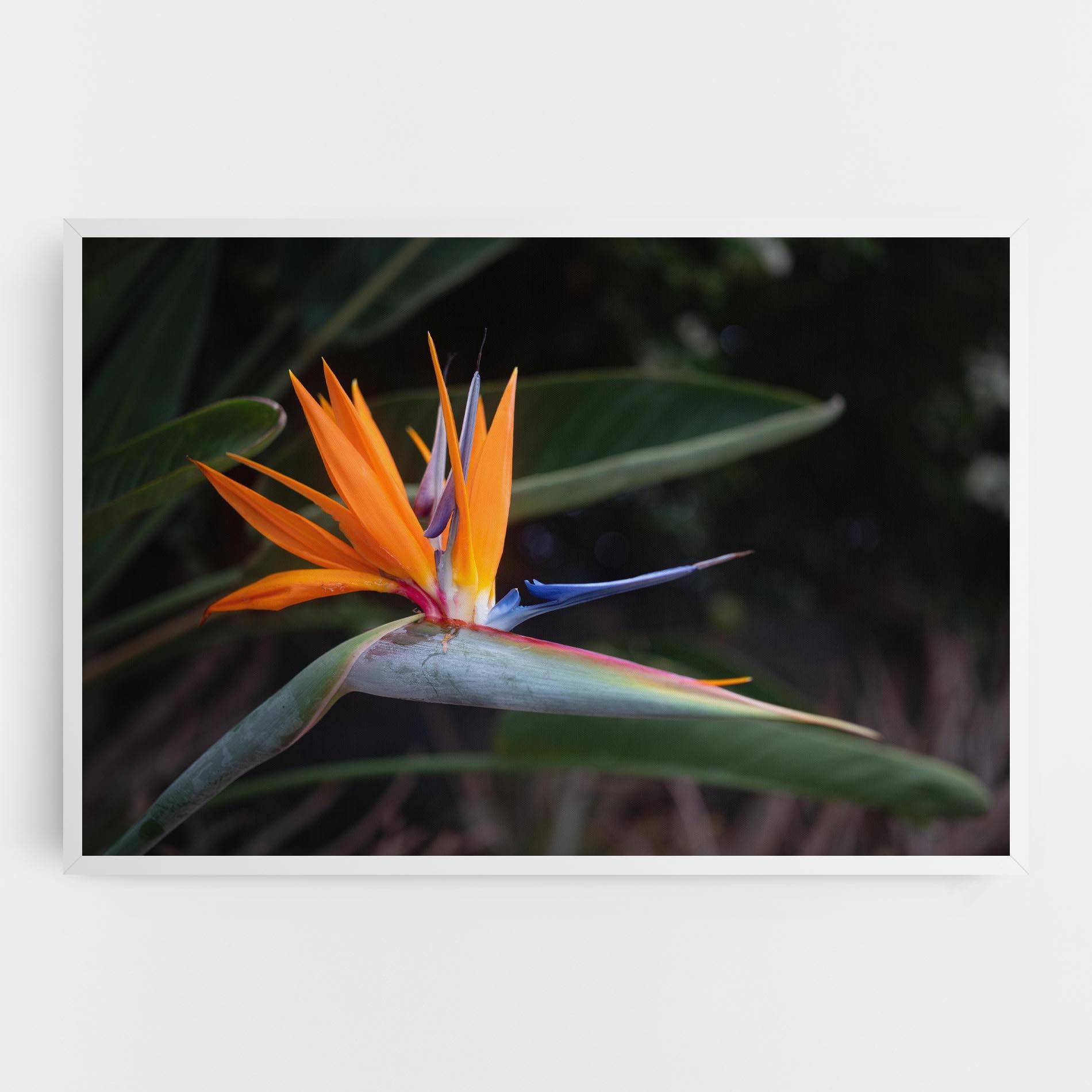 Tablou Canvas Paradise Plant mockup 0