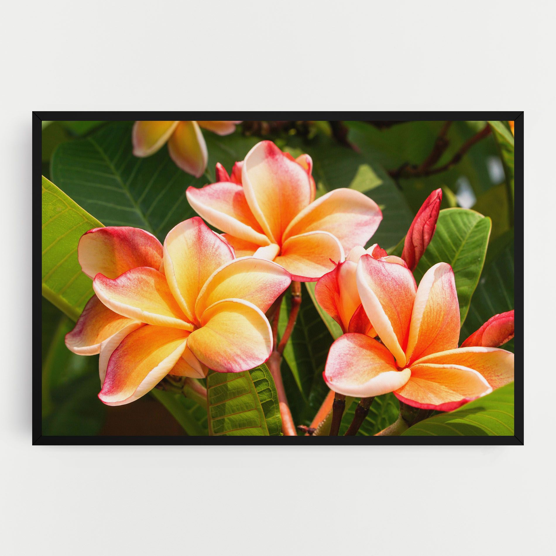 Pretty Plumeria mockup 0