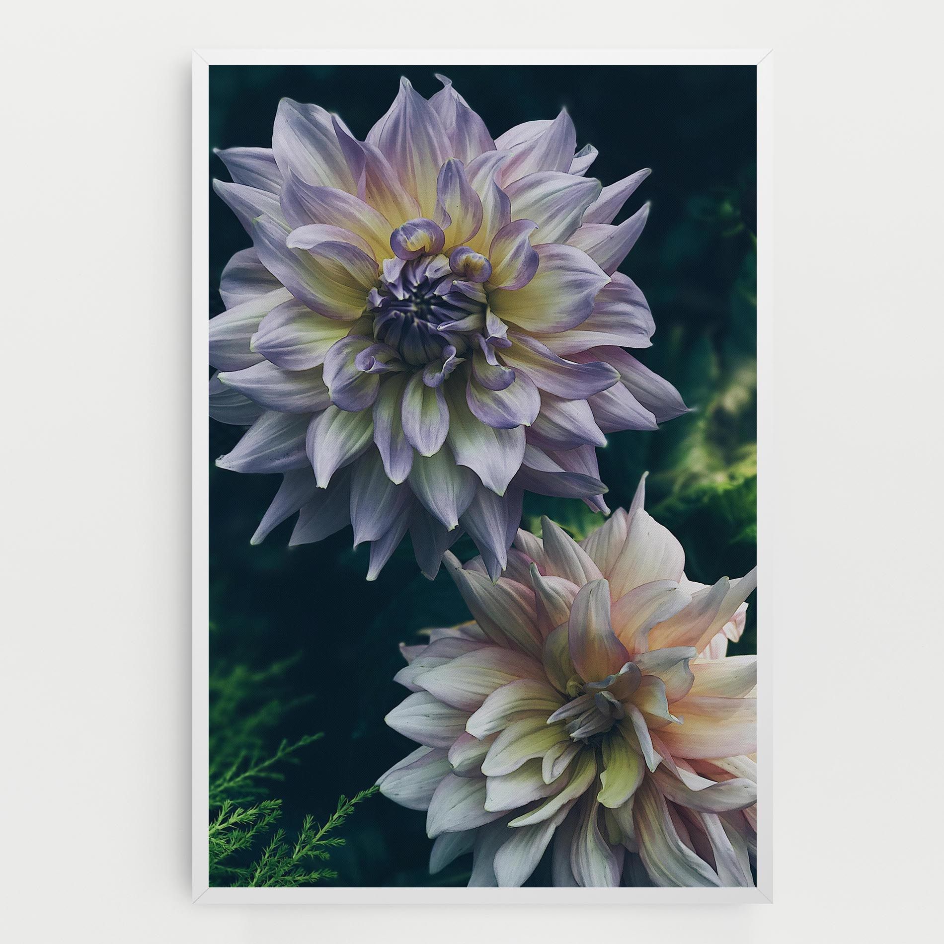 Dahlia Flowers mockup 0