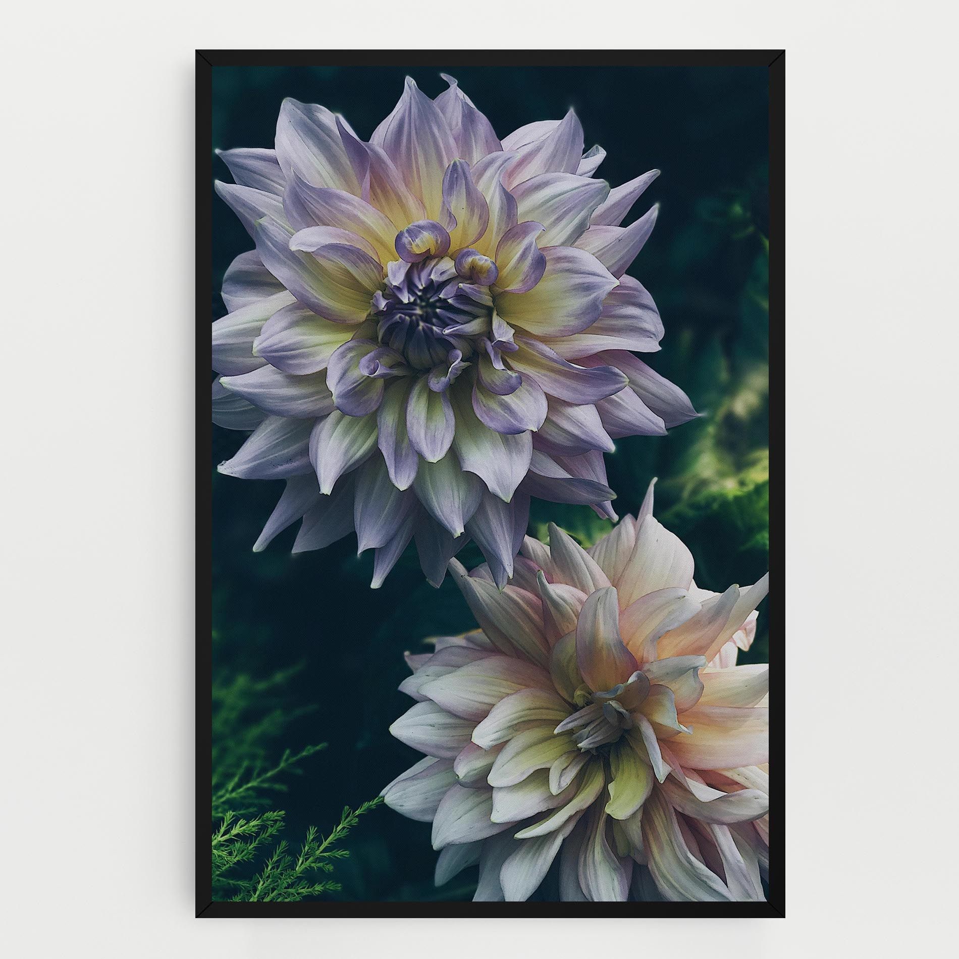 Dahlia Flowers mockup 0