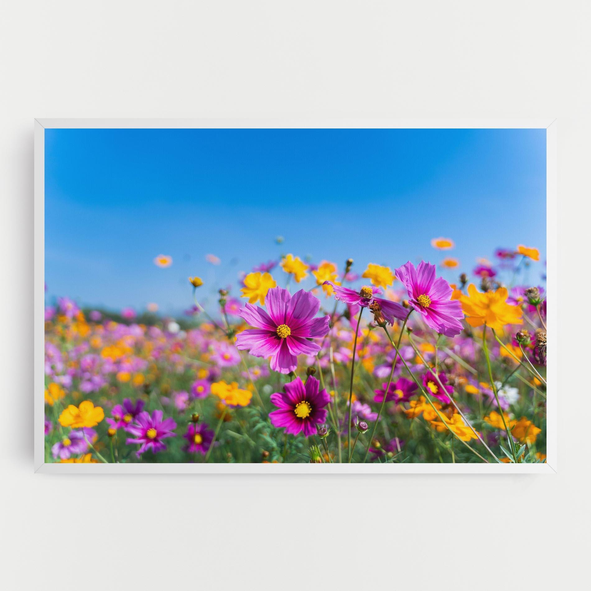 Tablou Canvas Cosmos Flowers Grassland mockup 0