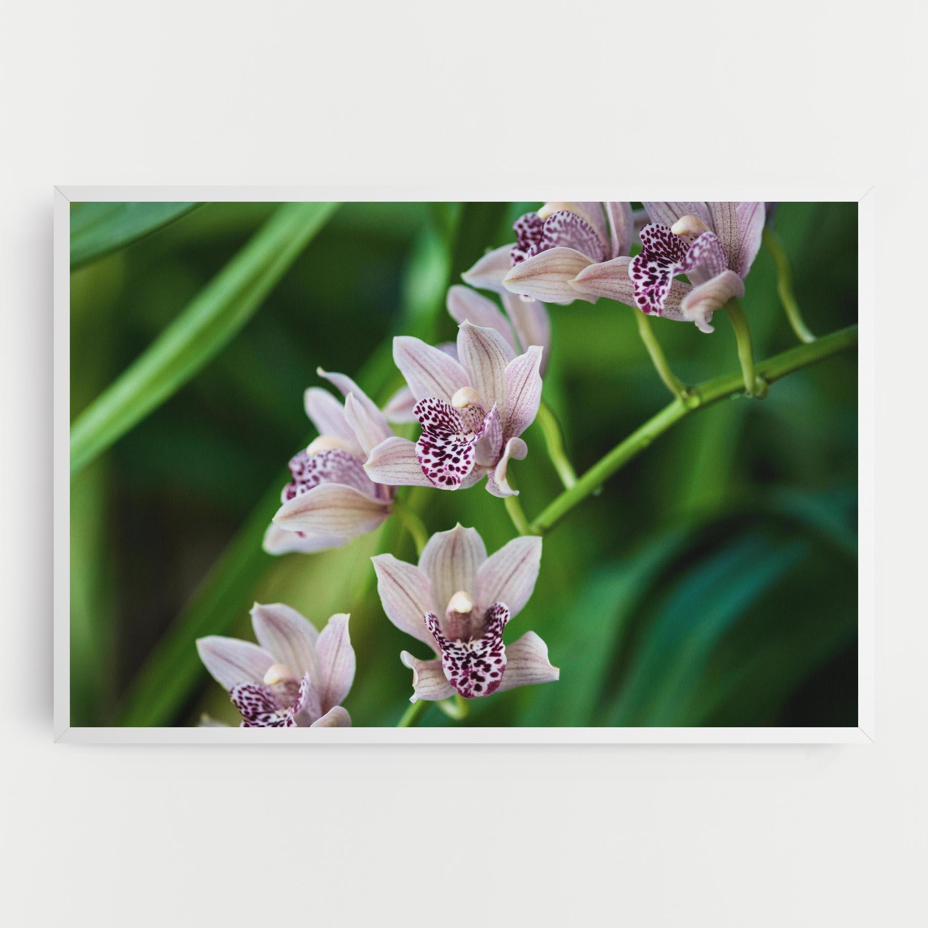 Tablou Canvas Cymbidium Orchid mockup 0