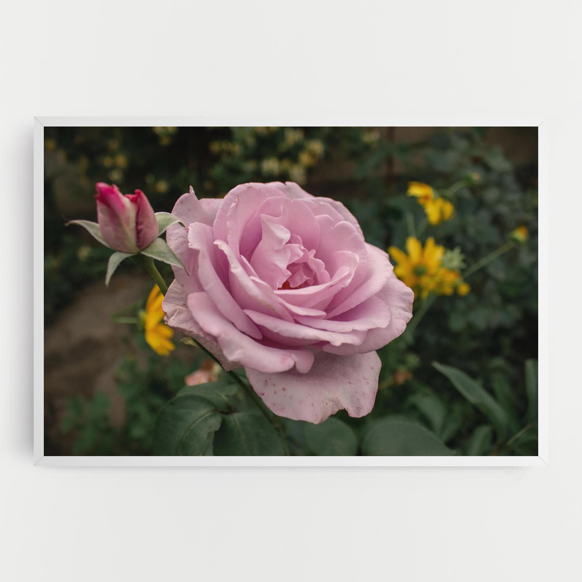 Garden Pink Rose mockup 0