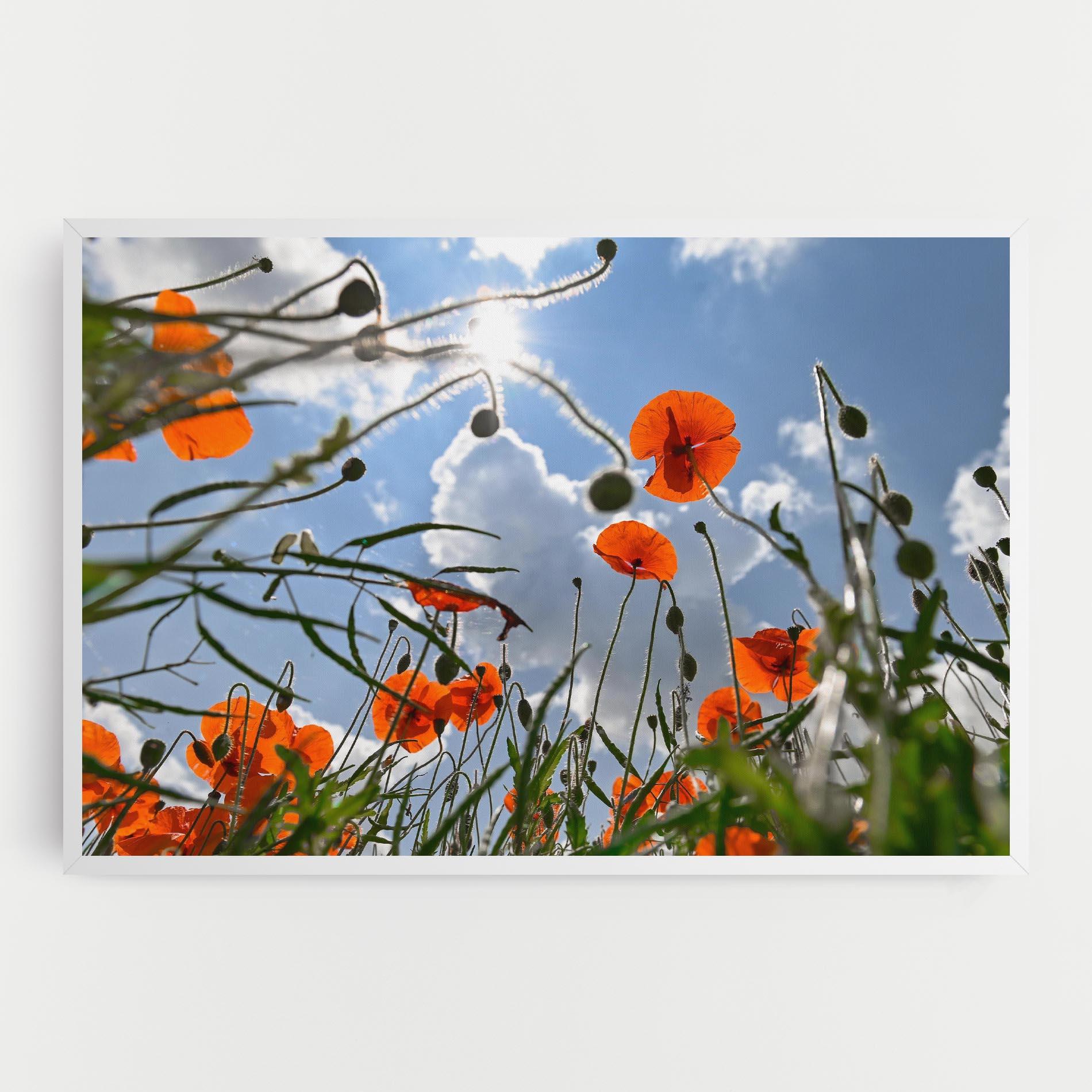 Tablou Canvas Wild Poppy Daylight mockup 0